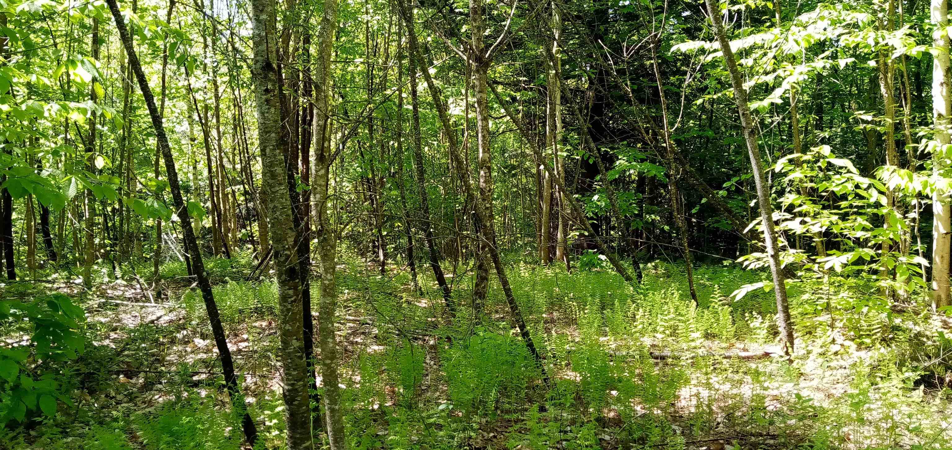 00 Arnold Lane