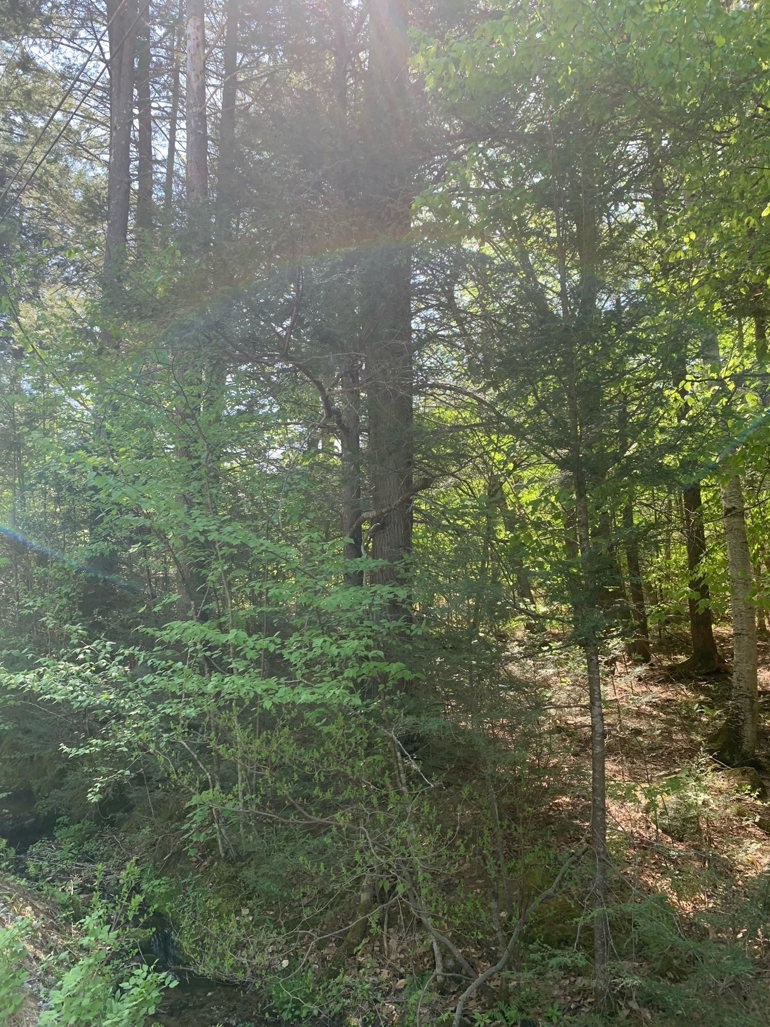 000 Gibson Mountain Road