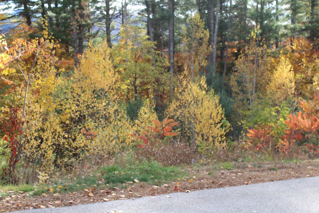 Photo of 3 Beechwoods Drive #3, Bartlett, NH 03845 (MLS # 5076998)