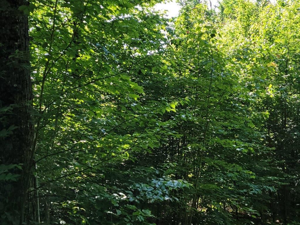Photo of 26 Presidential View Lane, Bethlehem, NH 03574 (MLS # 5087476)