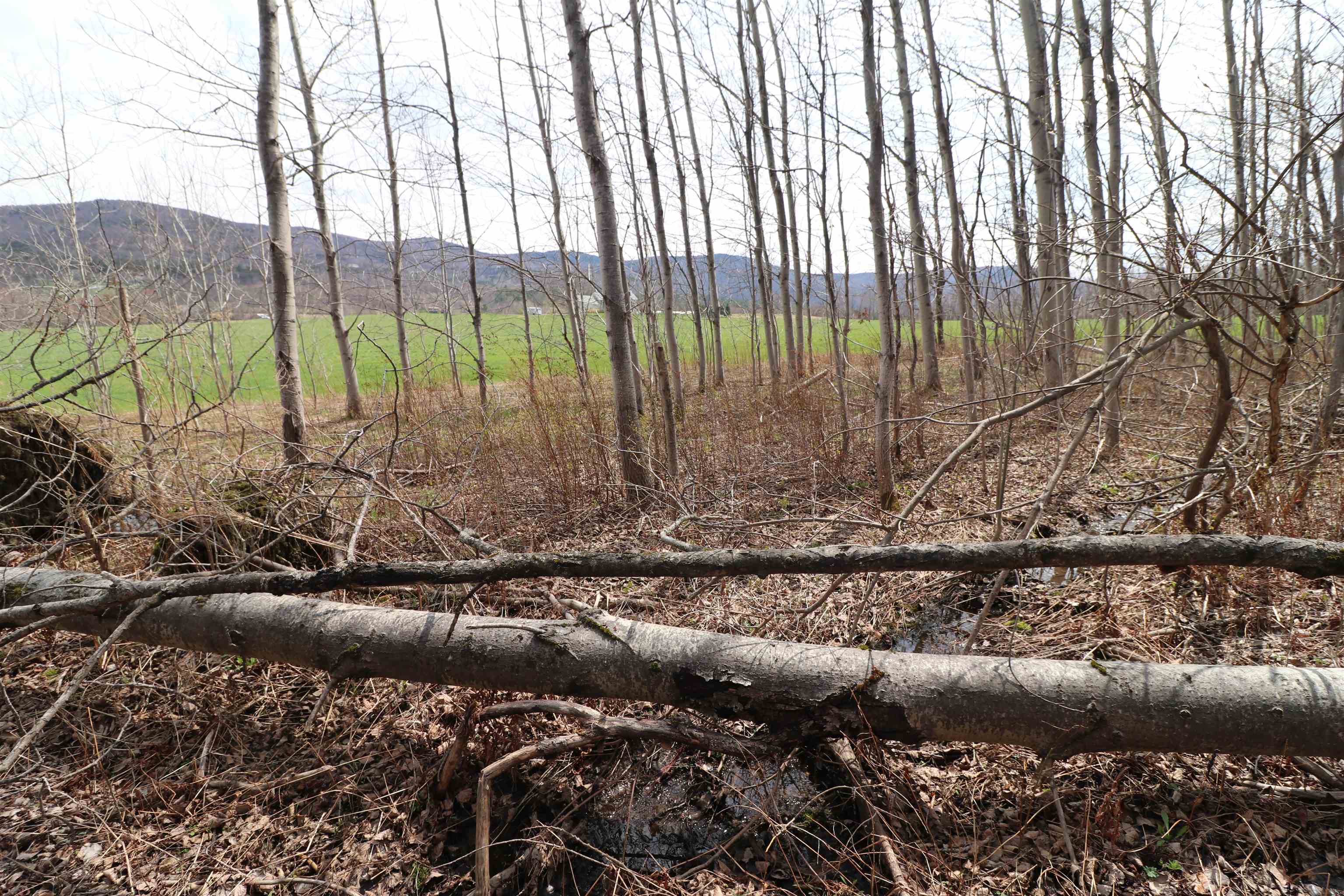 600 Woods Road South