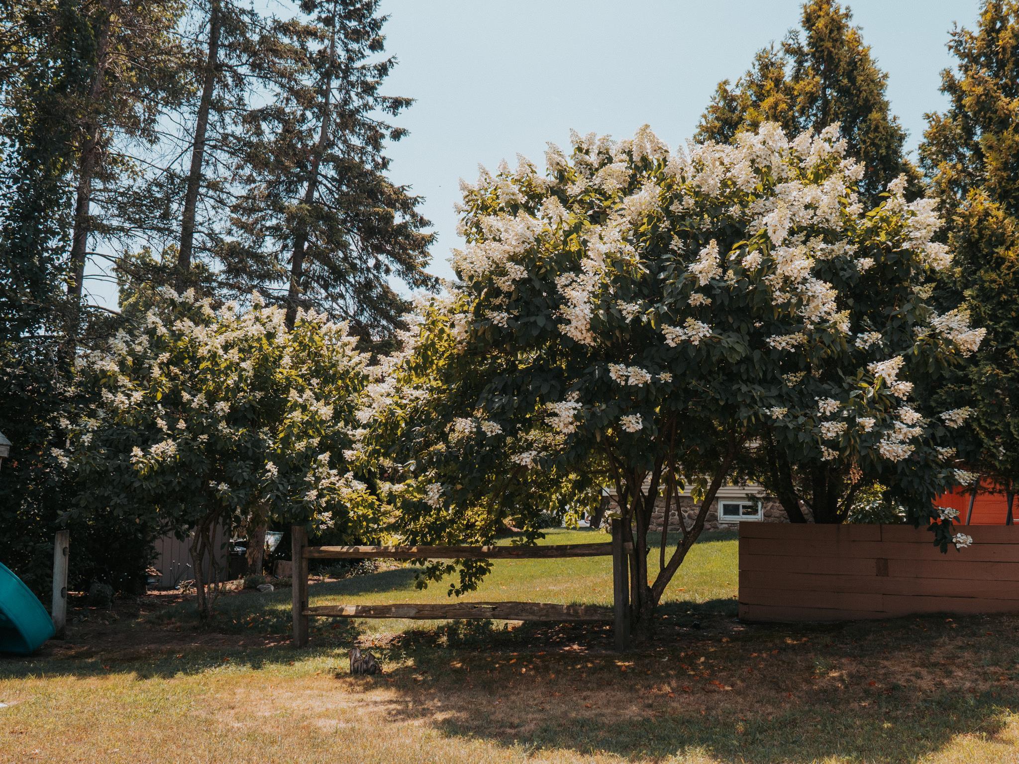 54 Elizabeth Avenue