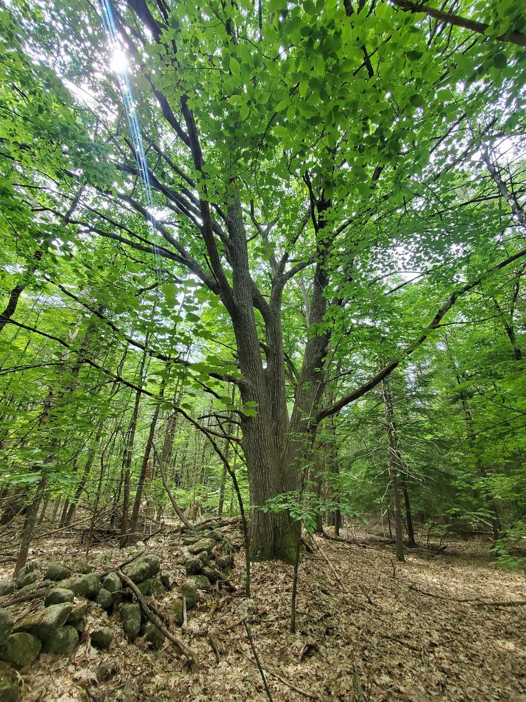 Photo of 00 Monadnock Highway, Swanzey, NH 03446 (MLS # 5088045)