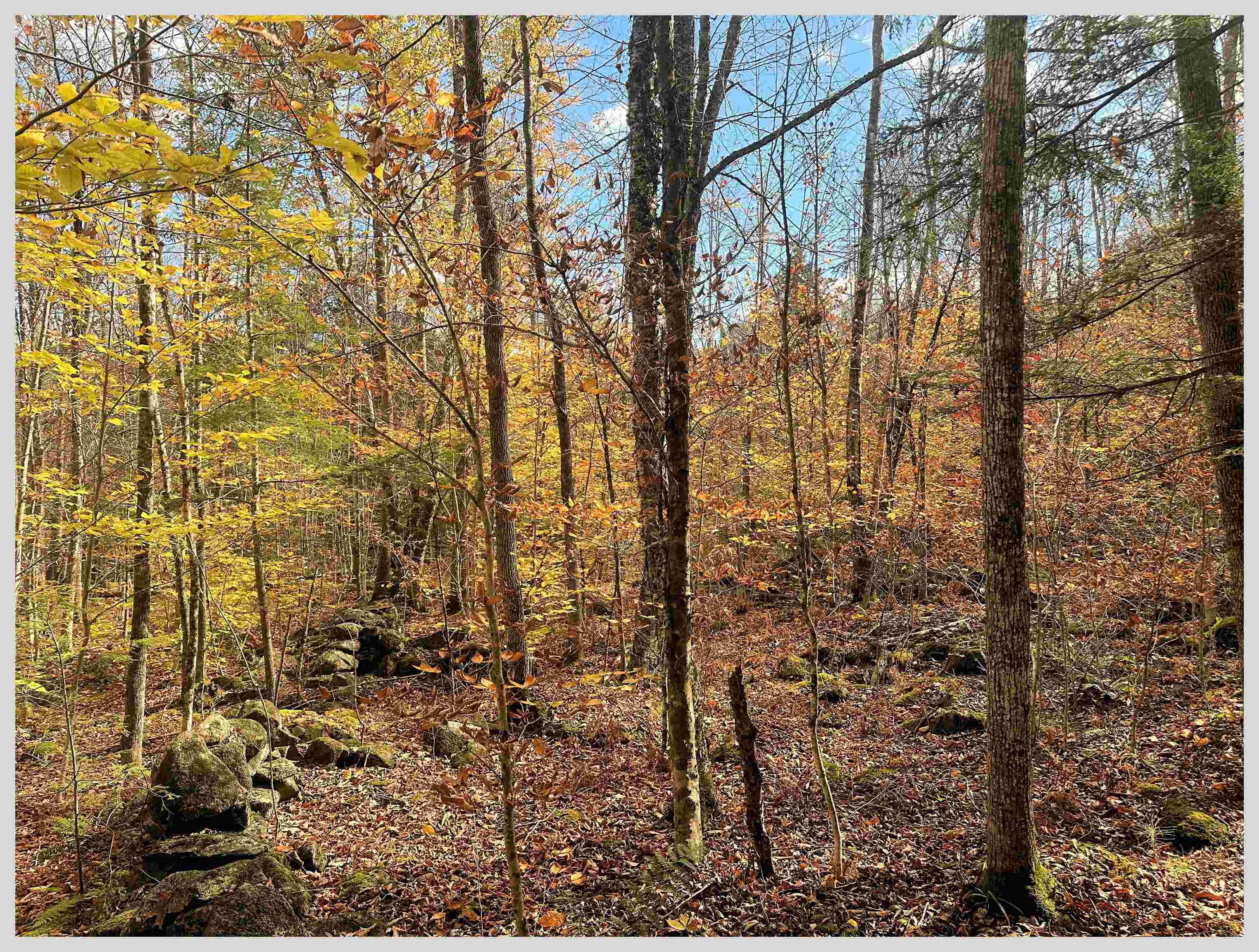 Lot #3 North Dorchester Road