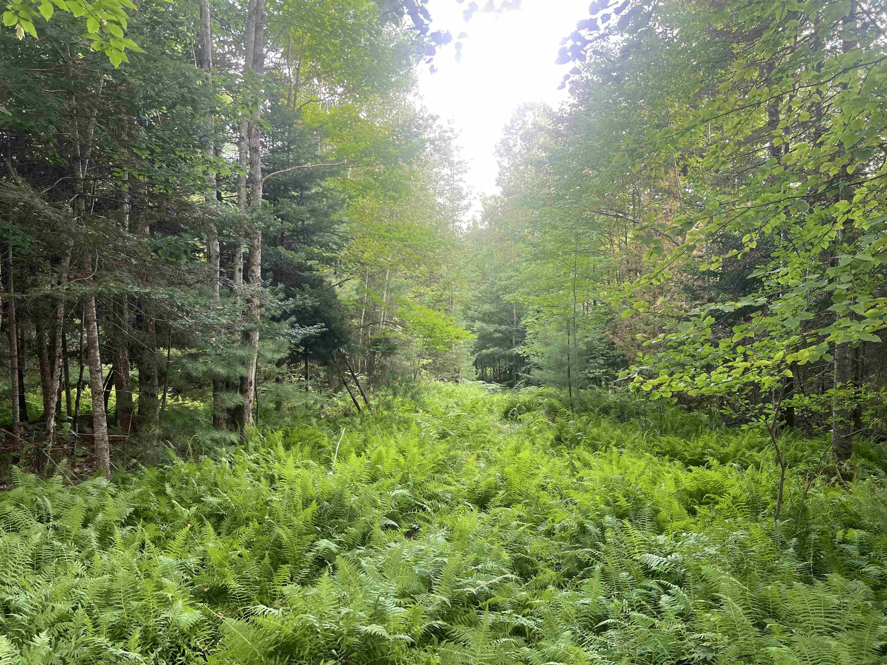Lot 4 Aldrich Mountain Lane 4