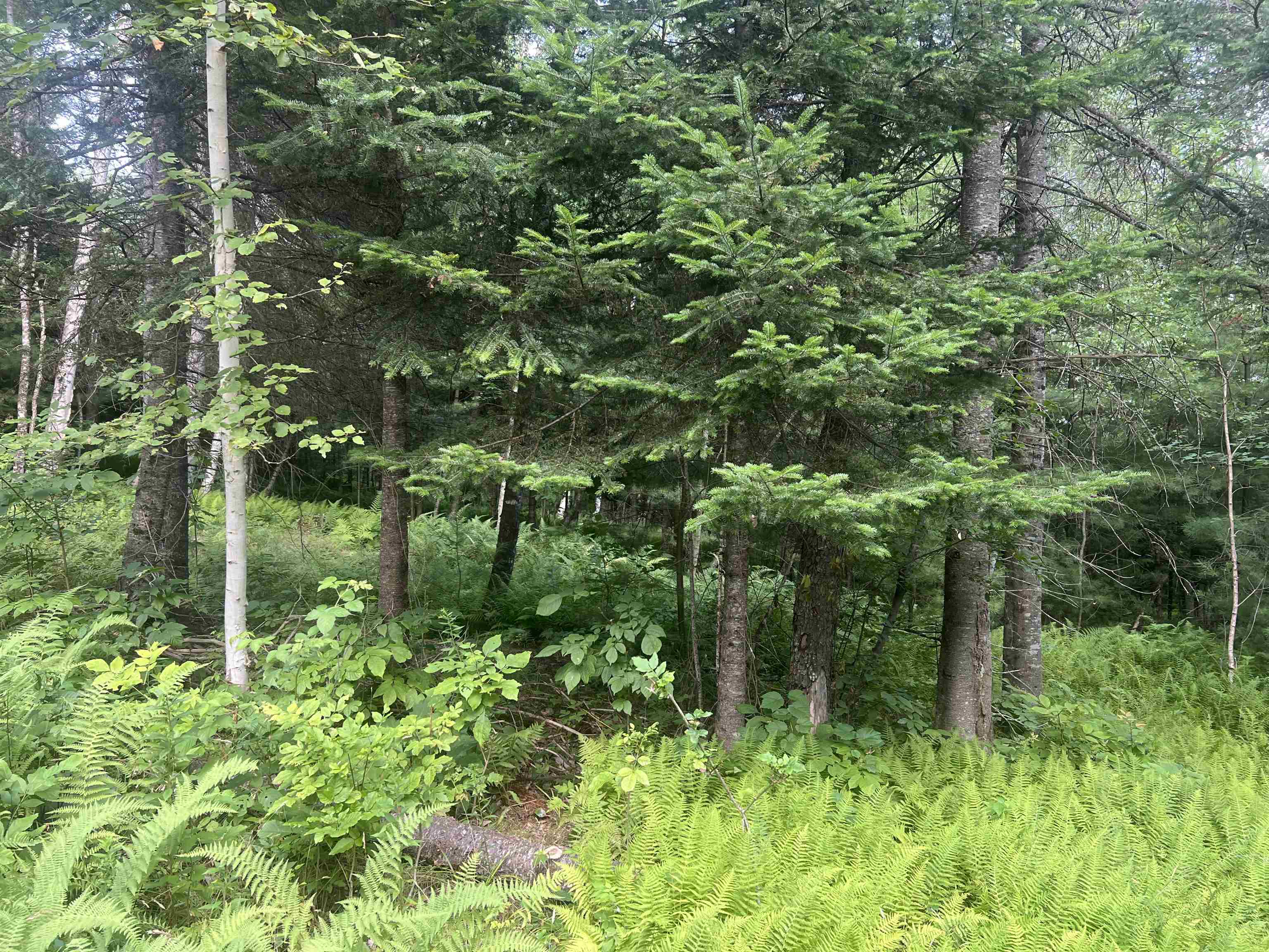 Lot 4 Aldrich Mountain Lane 4