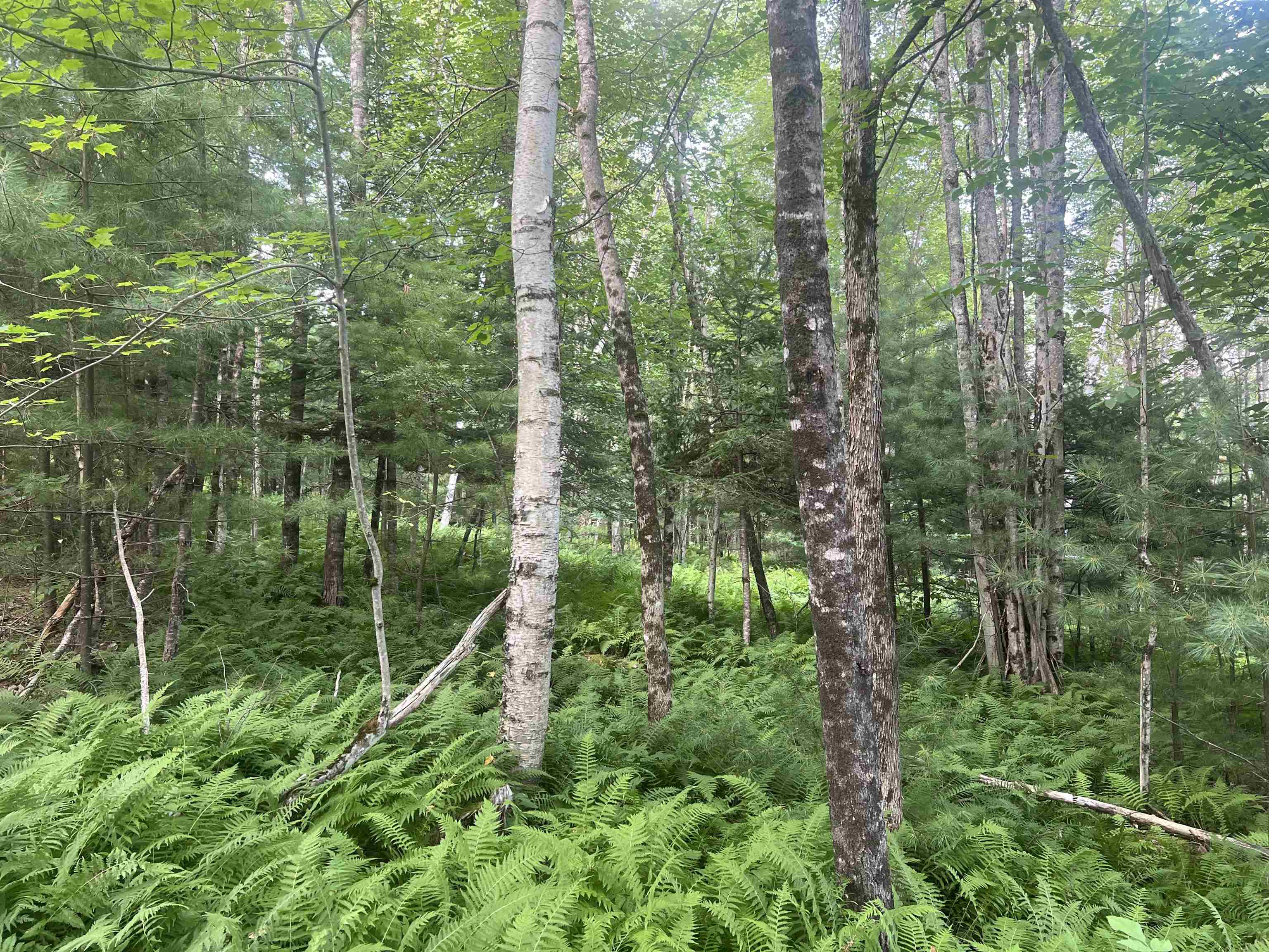 Lot 4 Aldrich Mountain Lane 4