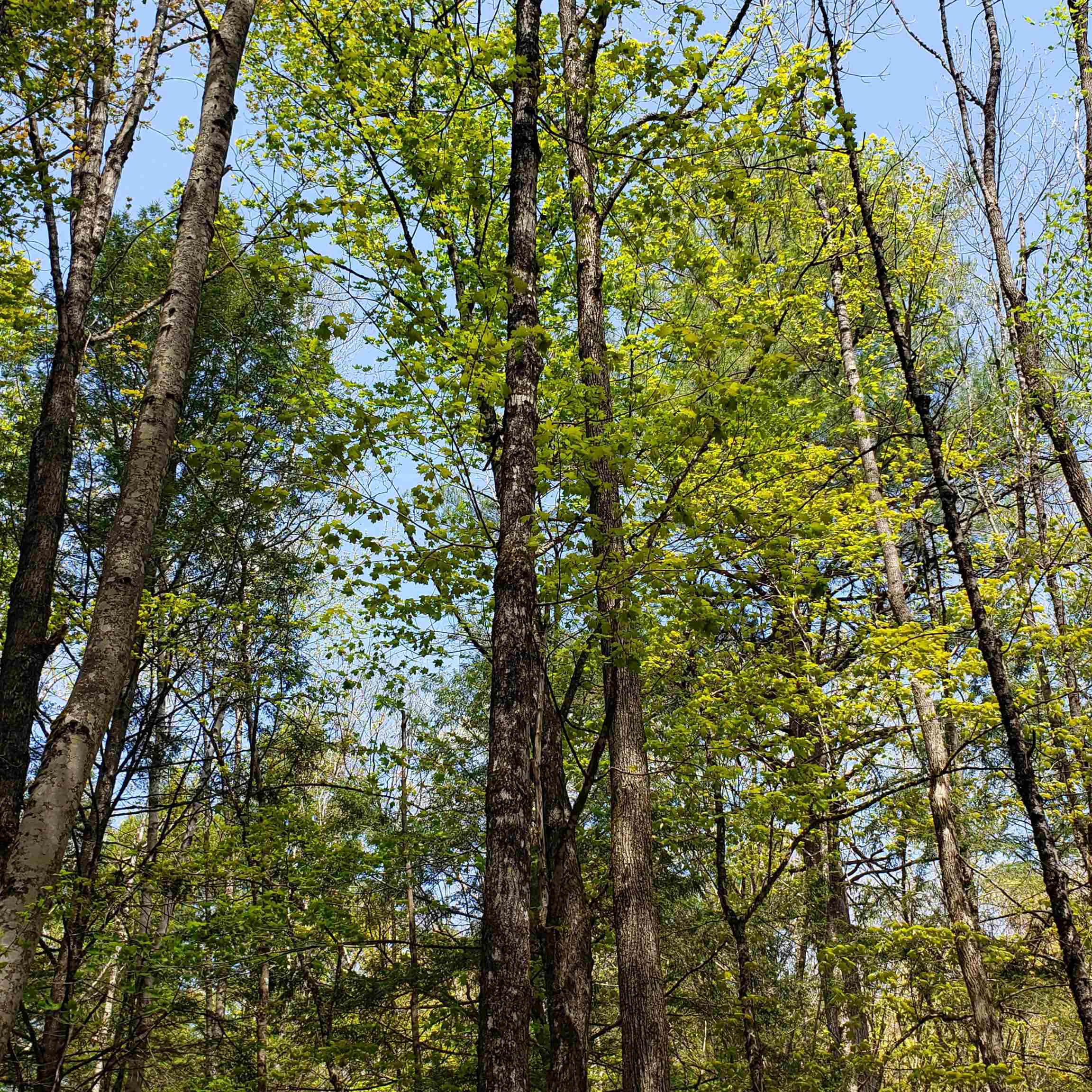 TBD Waits River Road