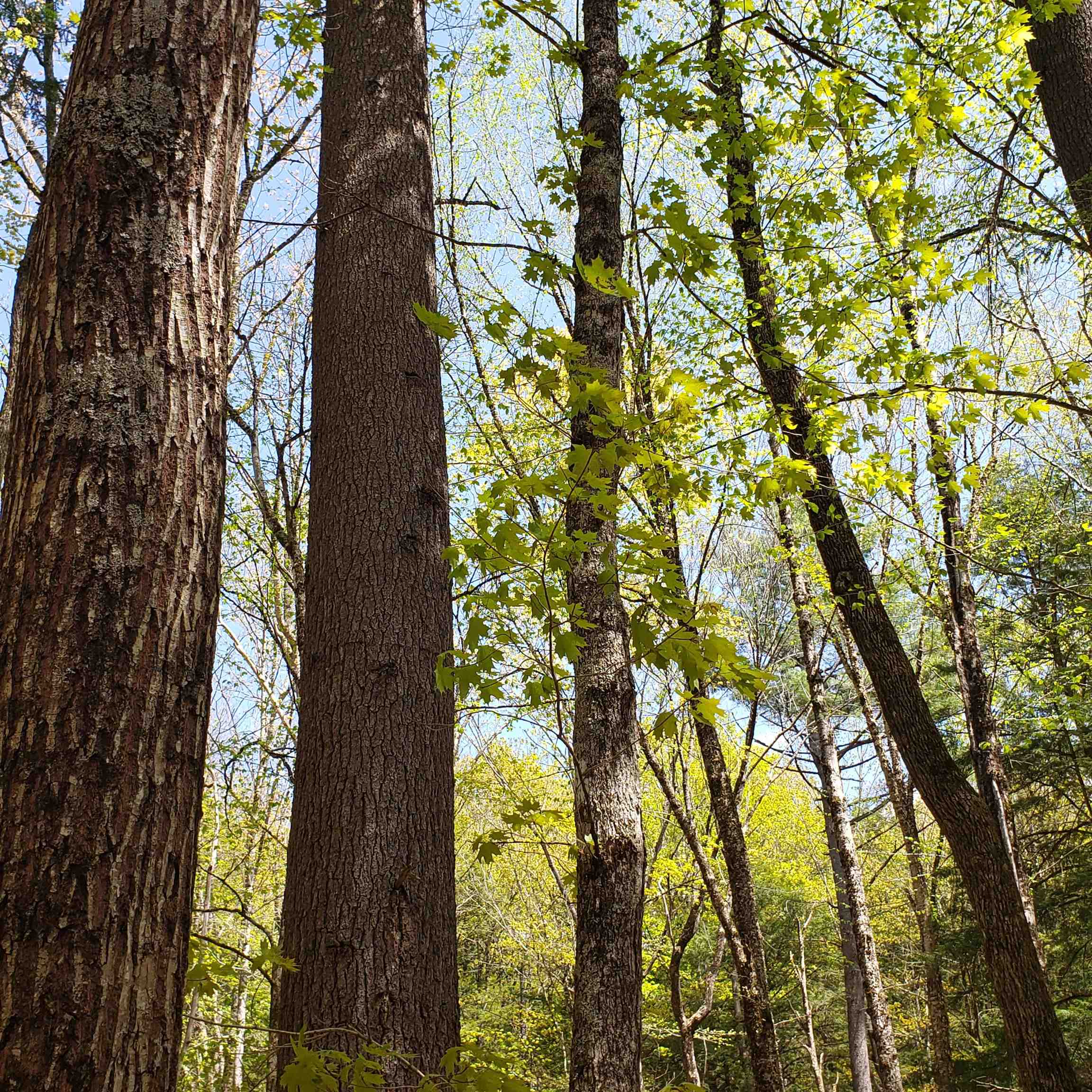 TBD Waits River Road