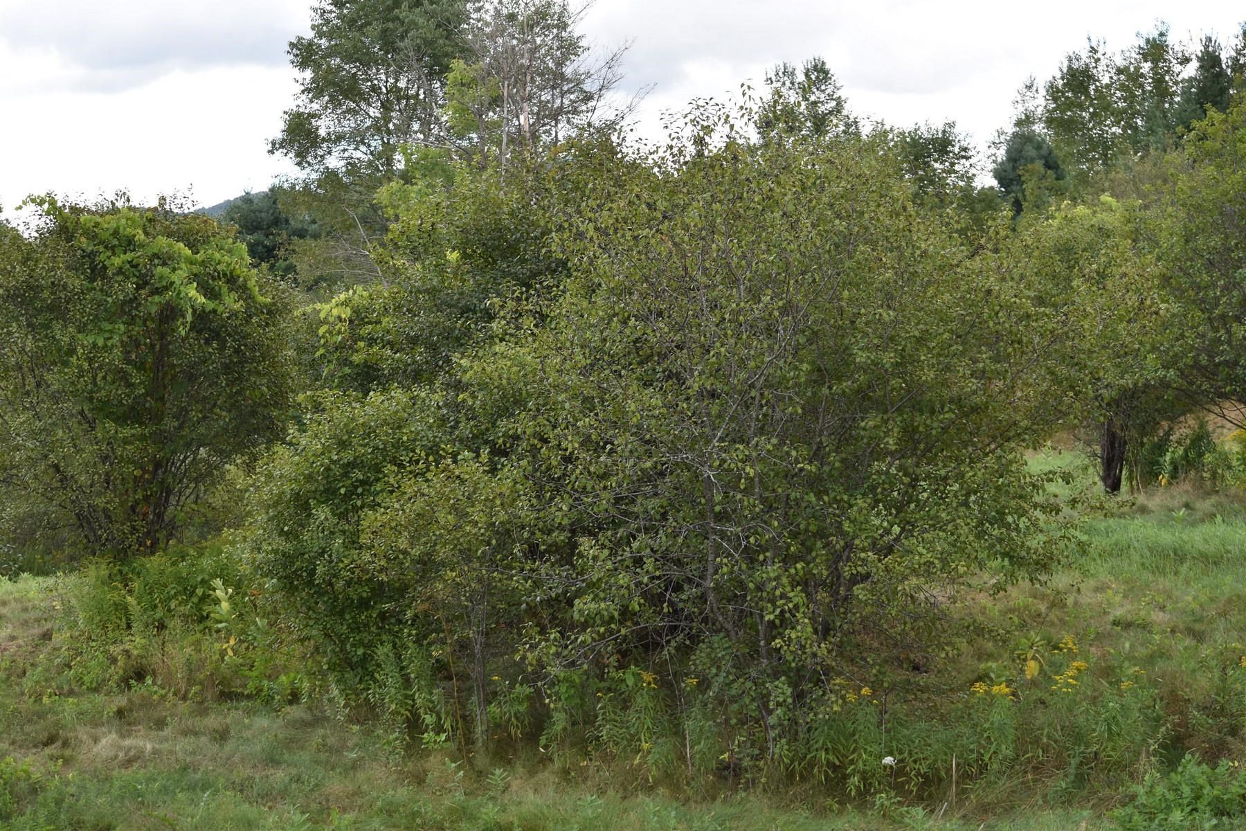 0 McKinley Avenue 2A