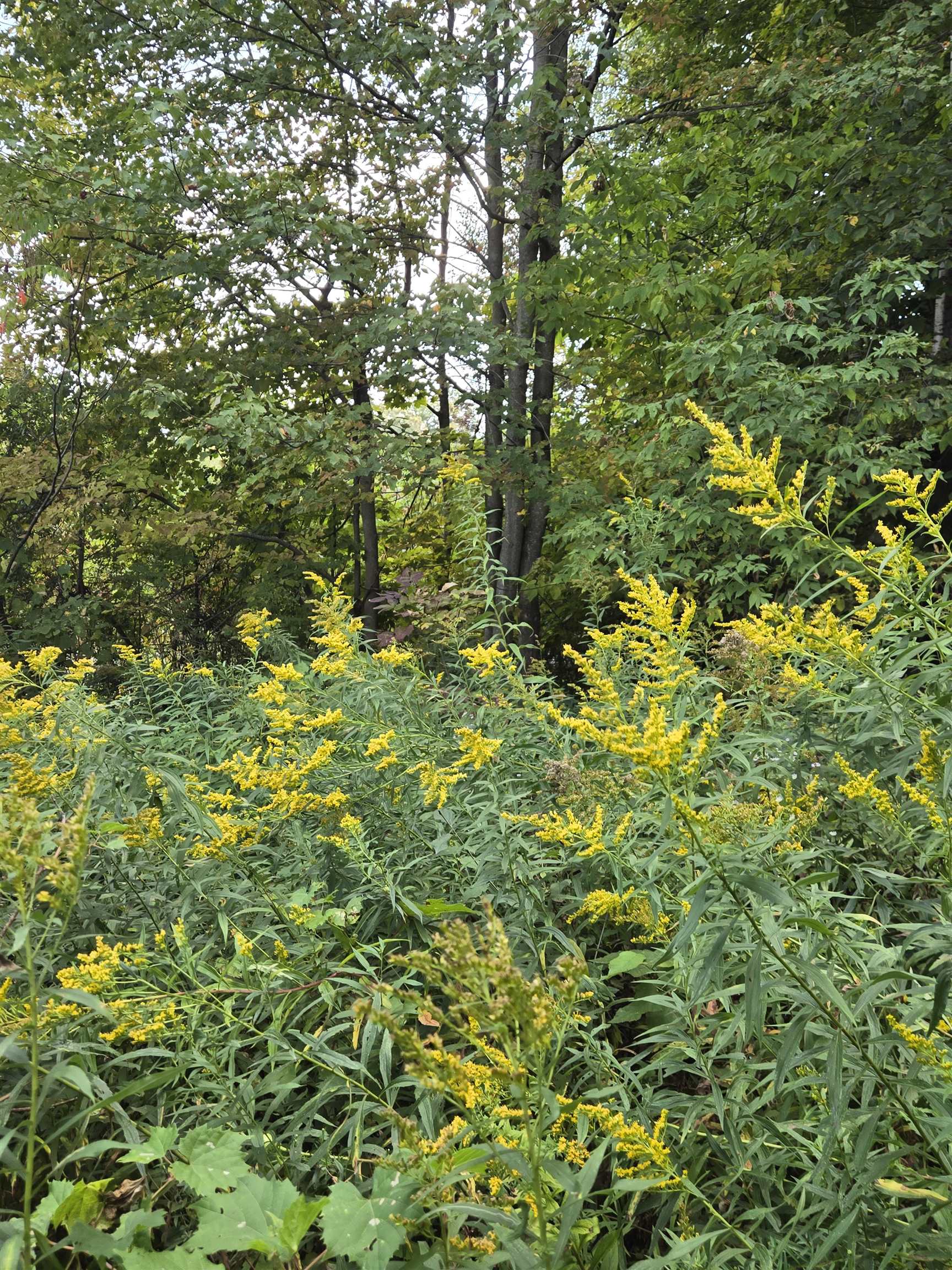 124-125 Prospect Street 1230-VL00.0005  1230-VL0004