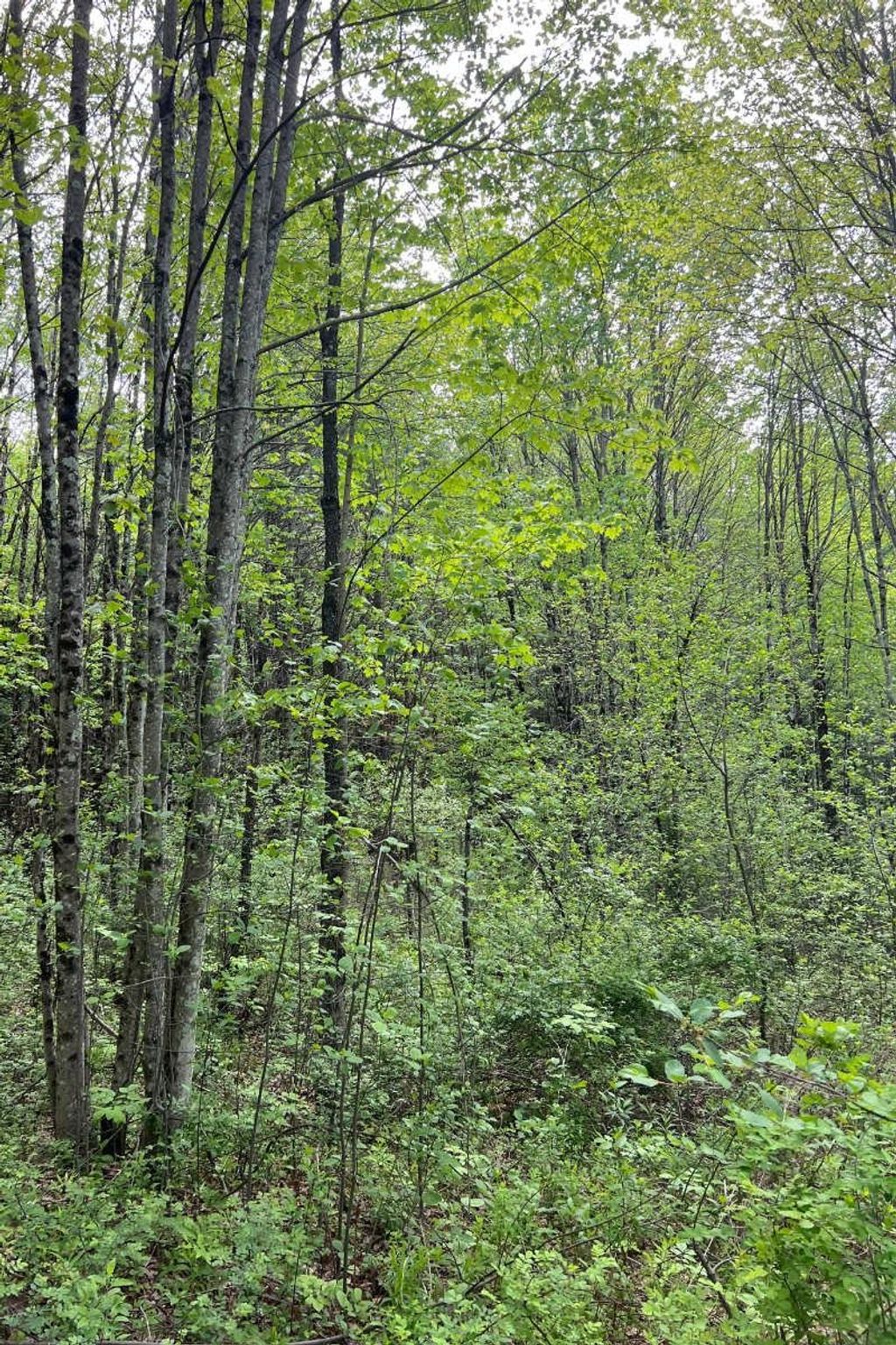 Photo of 0 Old Walpole Road, Keene, NH 03431 (MLS # 5042168)