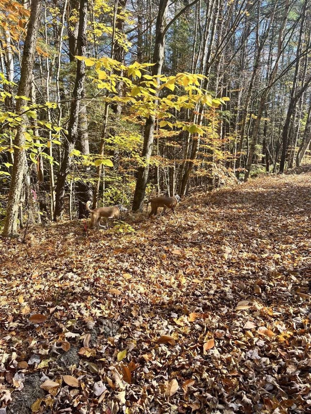 Photo of 2 Laurel Lane, Wilmot, NH 03287 (MLS # 5039613)