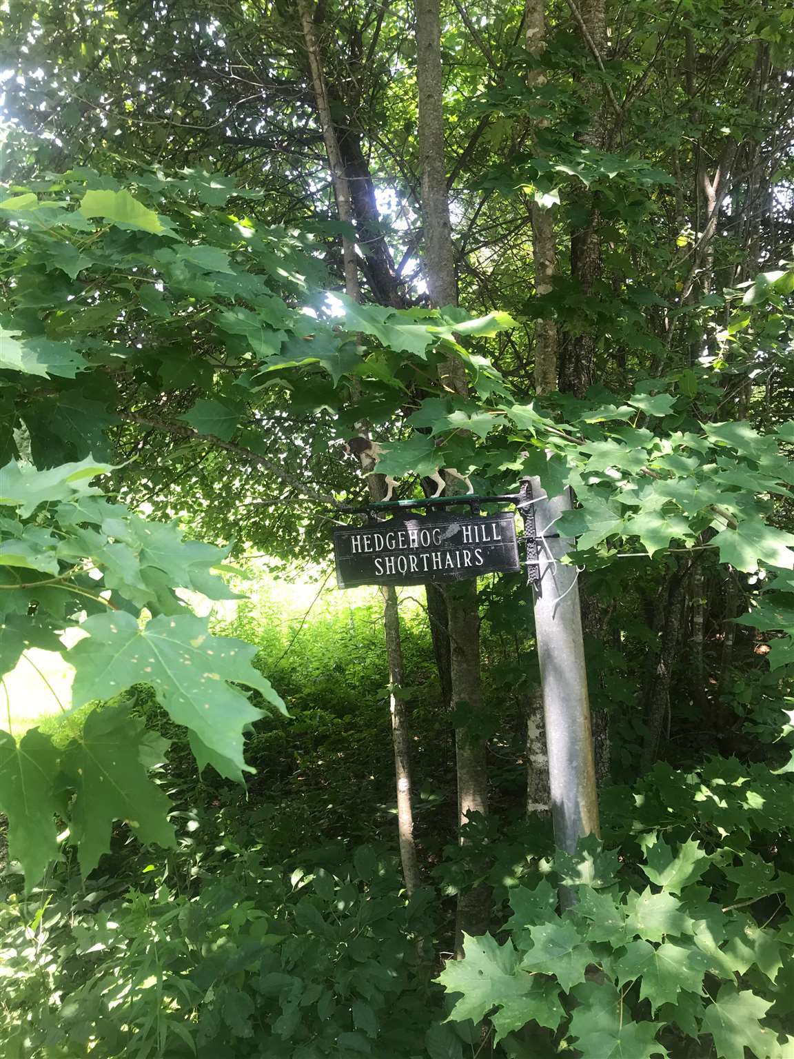 705 Hedgehog Hill Road