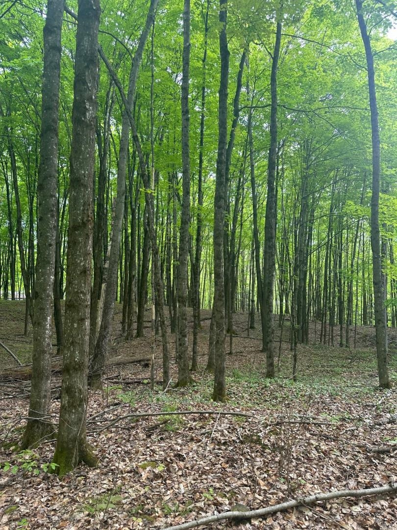 00 Observatory Road 8