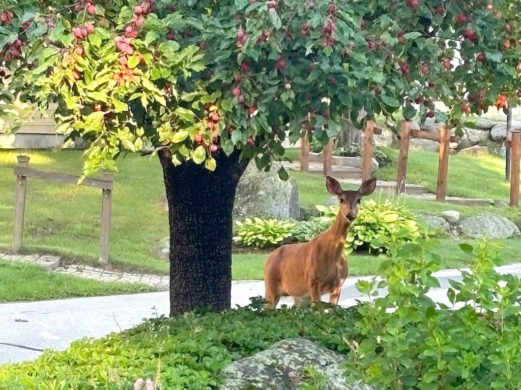 Photo of 14 Colonial Square #14, Peterborough, NH 03458 (MLS # 5078338)