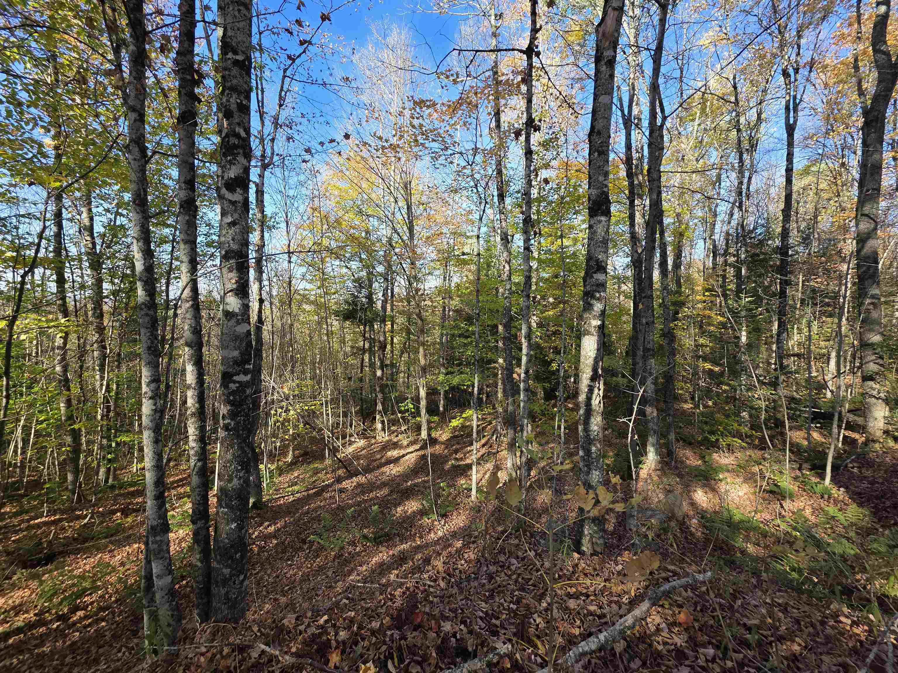 Map 405 Lot 12