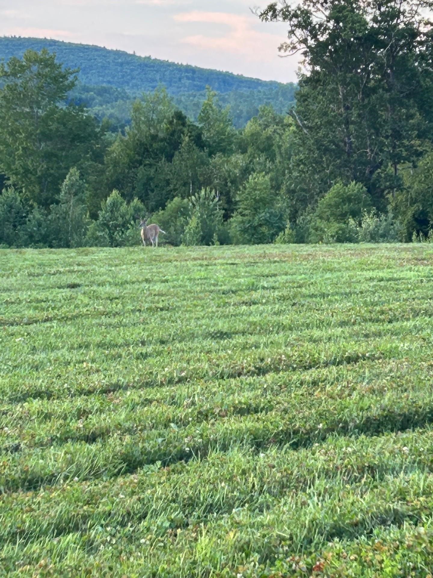 Map 7 Lot 1, 298 Battle Street