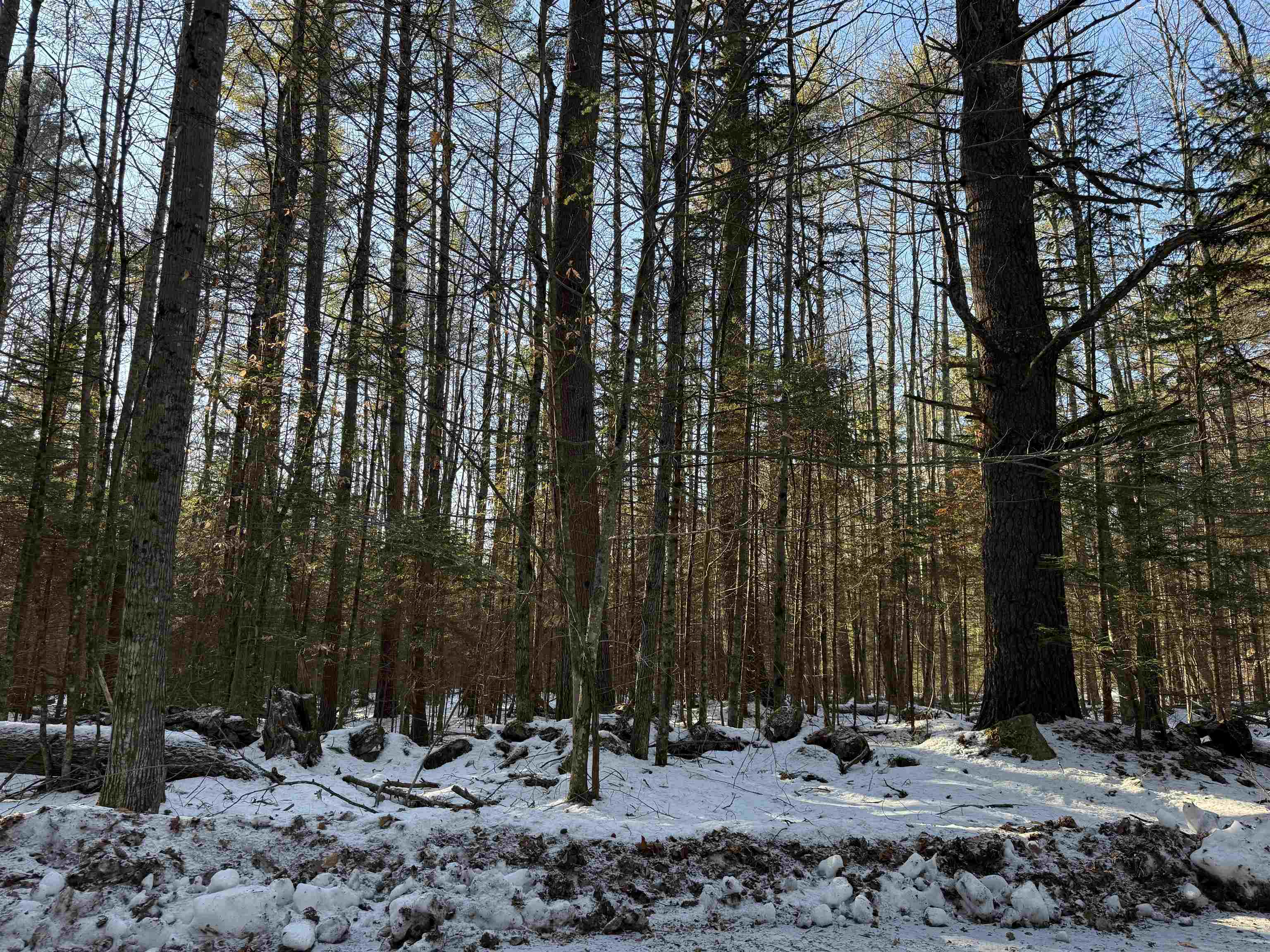 Blueberry Woods Drive