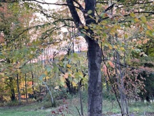 Monkton, Vermont 05443, United States, ,Land,Active,38642