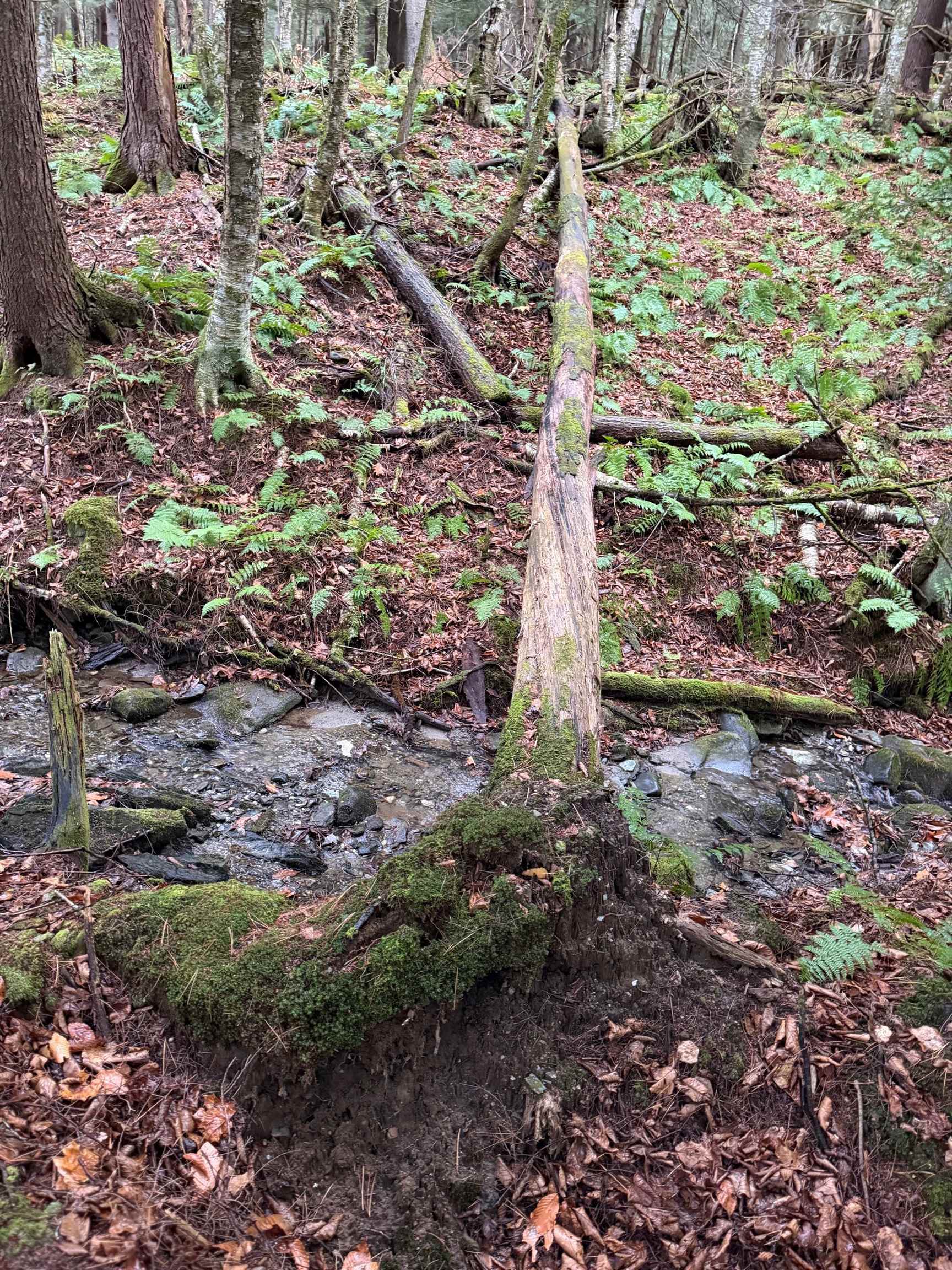 334 North Cambridge Road