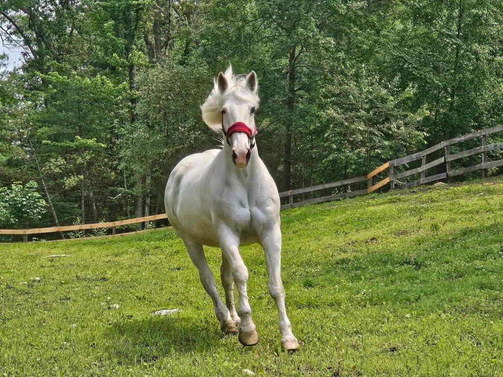 Photo of 436 Mammoth Road, Pelham, NH 03076 (MLS # 5044268)