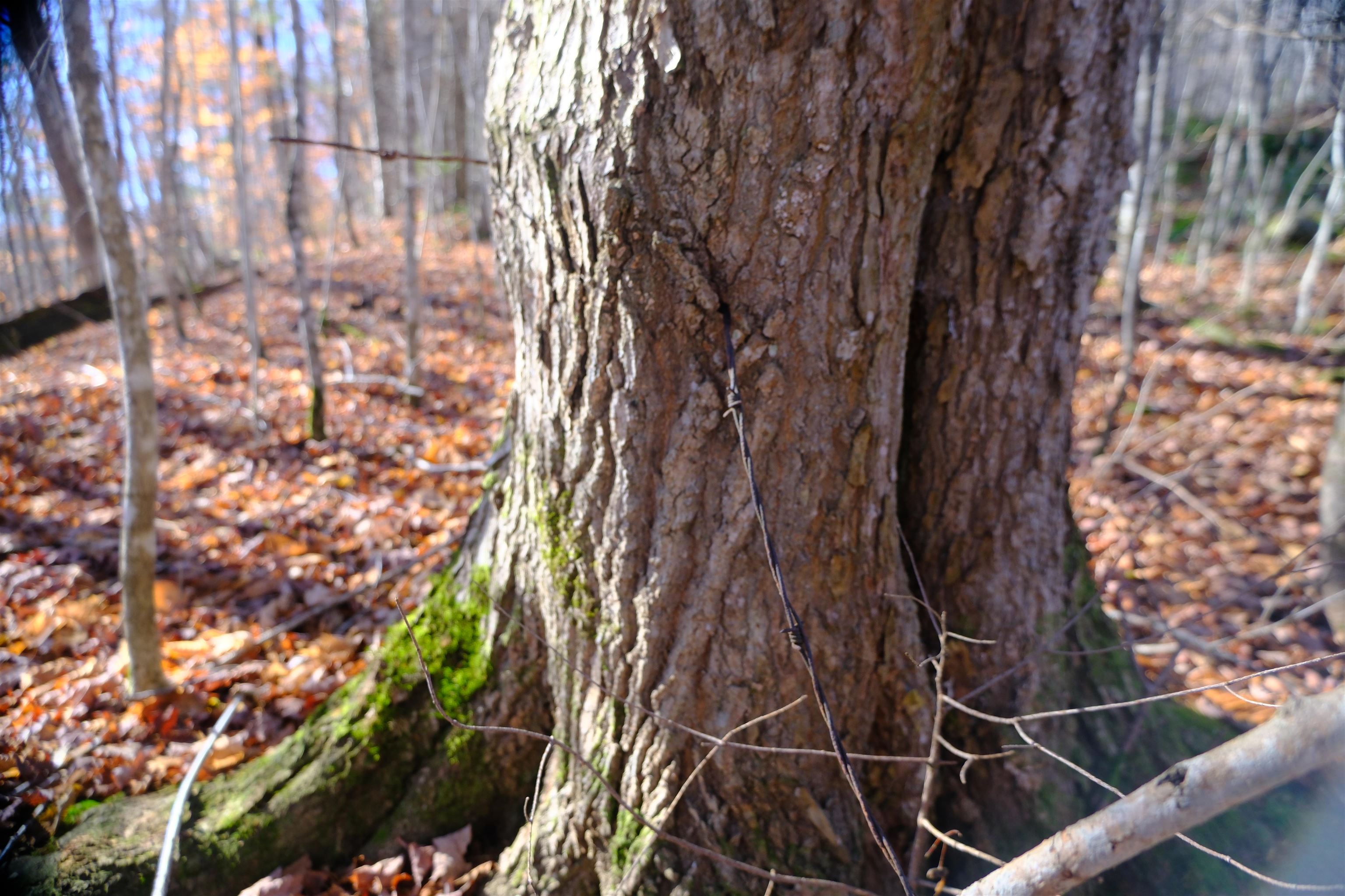 592 Vertical Mile Road