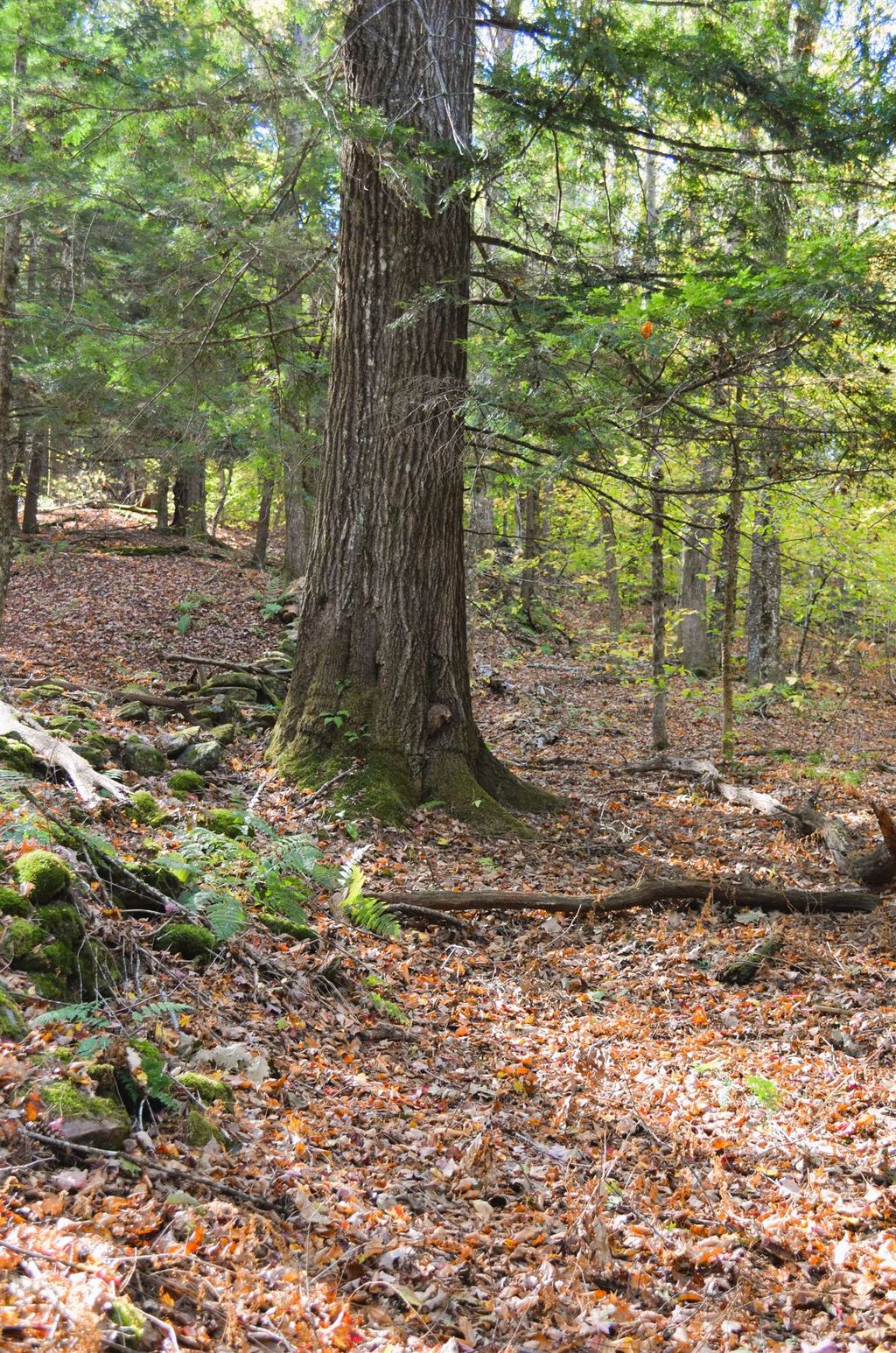 Photo of 2931 White Brook Road, Gilsum, NH 03448 (MLS # 5066390)