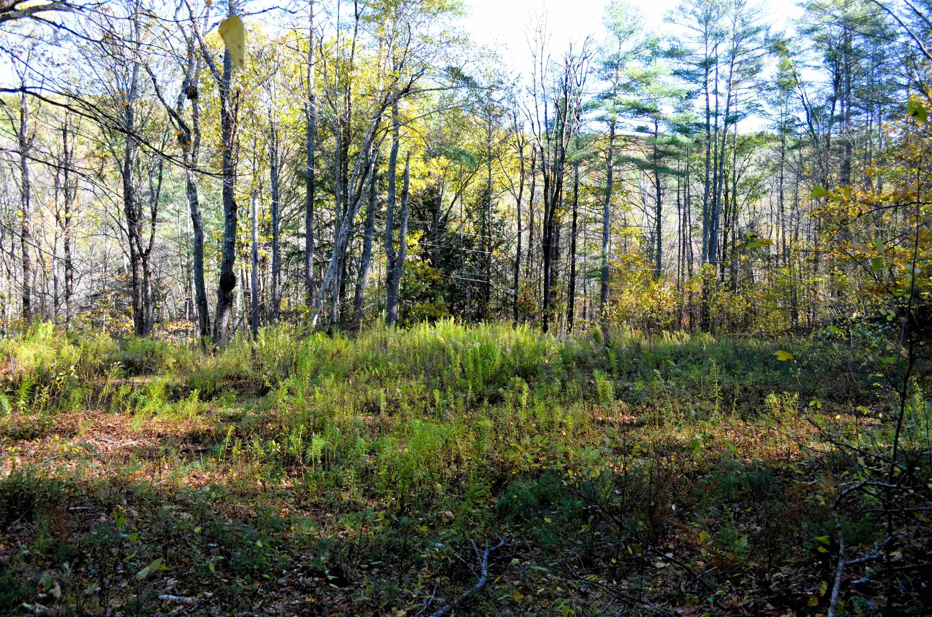 29&31 White Brook Road