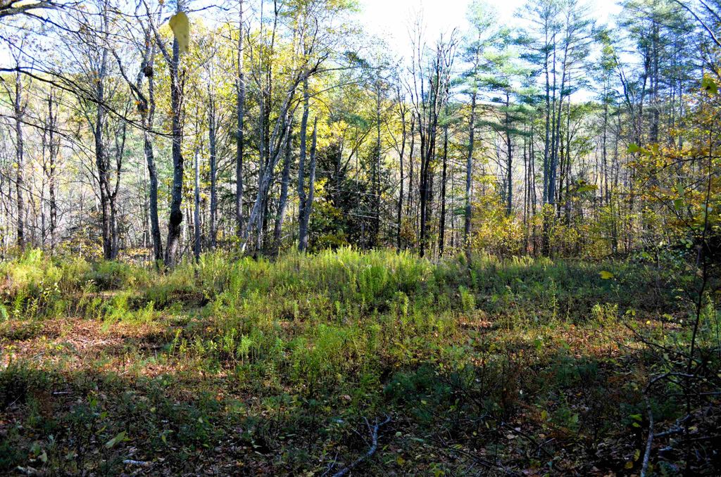 Photo of 2931 White Brook Road, Gilsum, NH 03448 (MLS # 5066390)