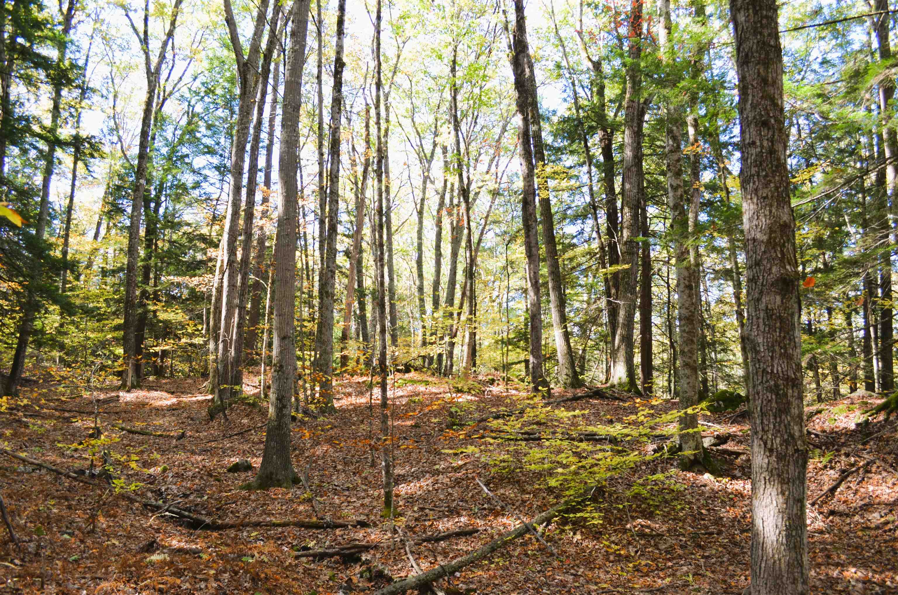 29&31 White Brook Road