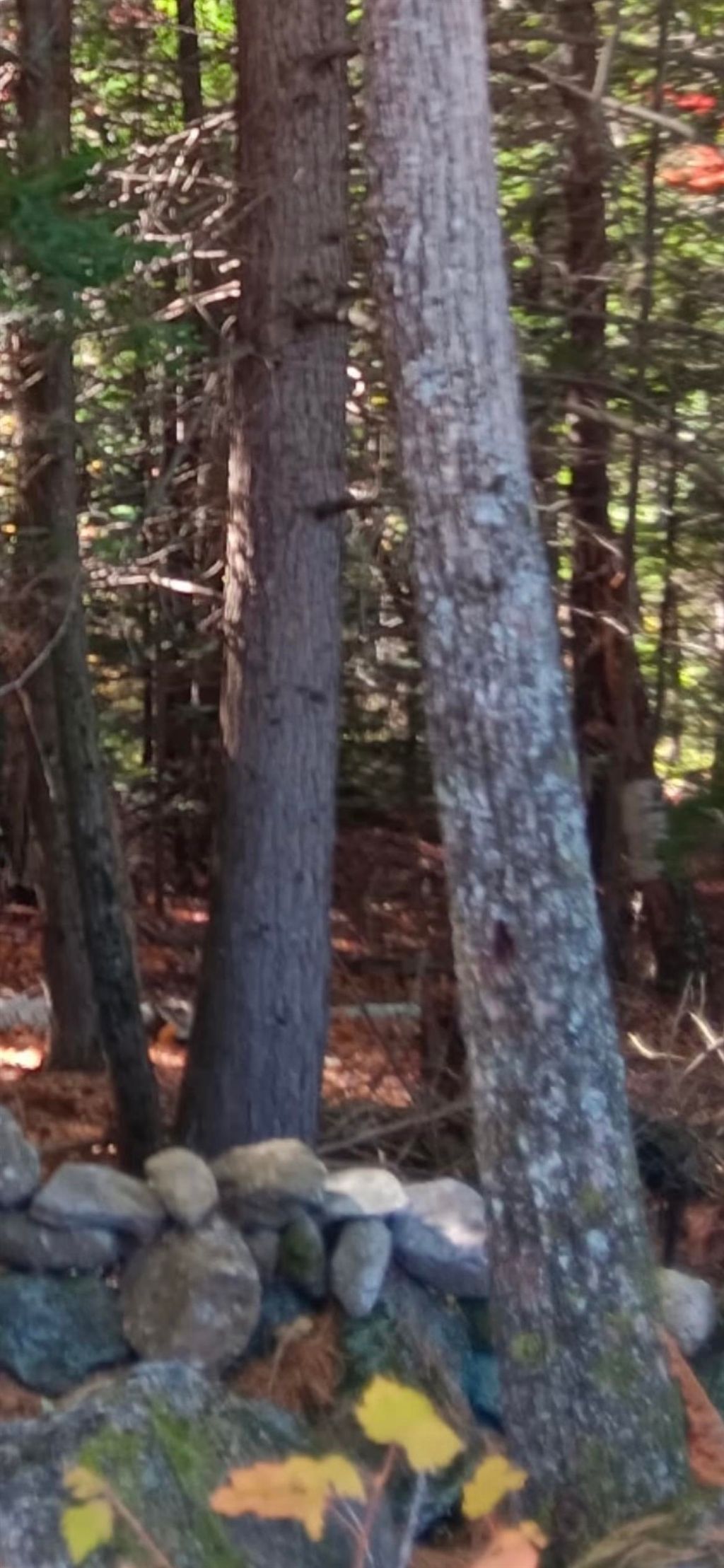 Photo of 2046 Dole School House Road, Washington, NH 03280 (MLS # 5079610)