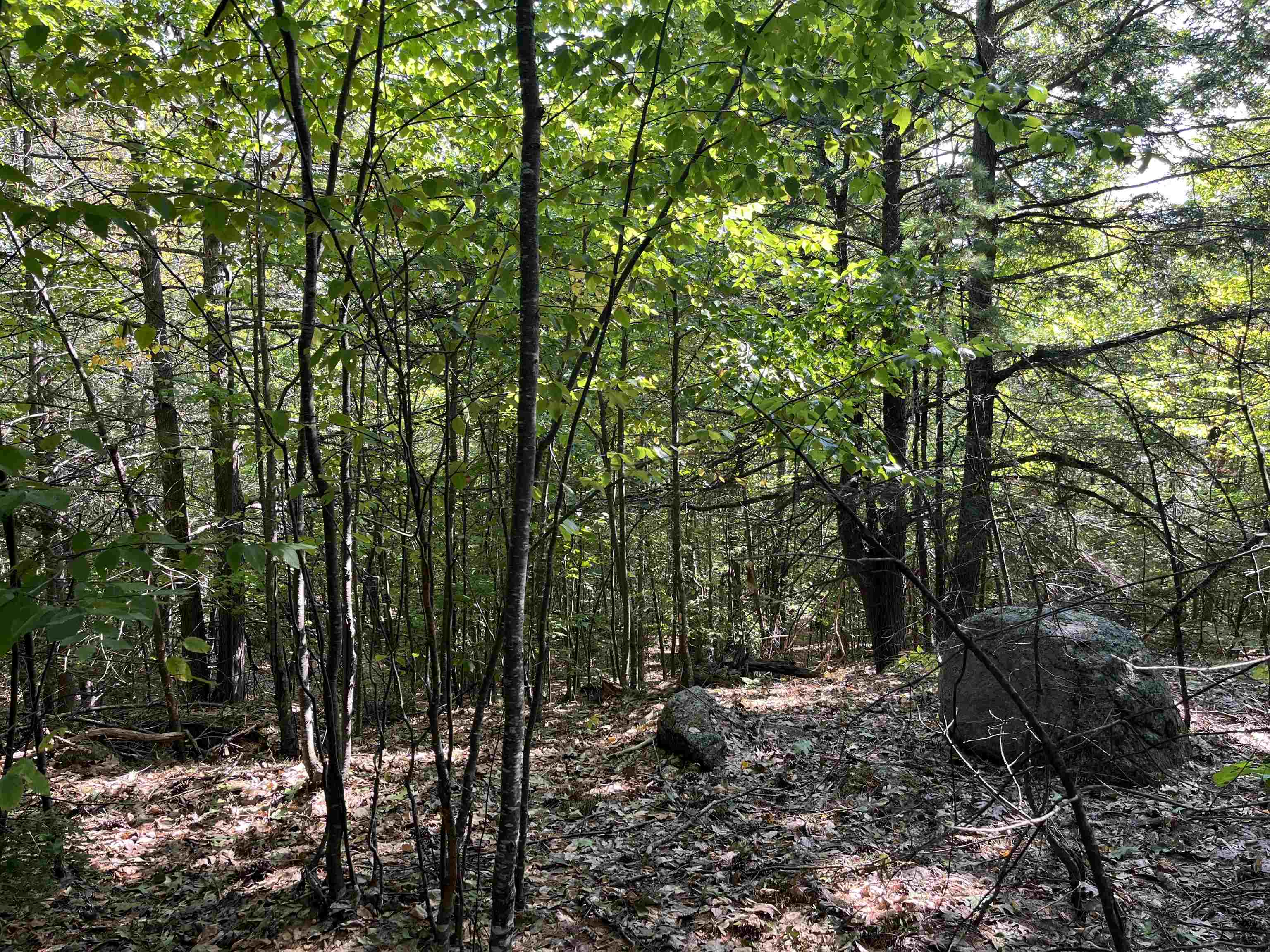 Old Stoddard Road