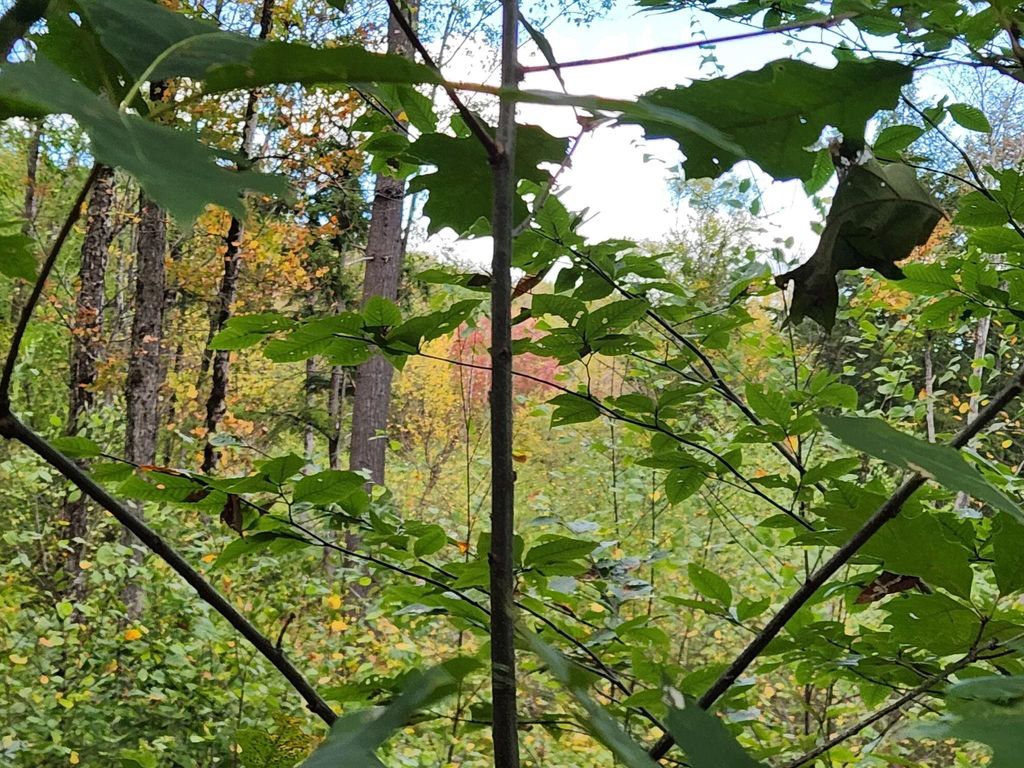 Photo of Bagley Hill Road #66, Warner, NH 03278 (MLS # 5066107)