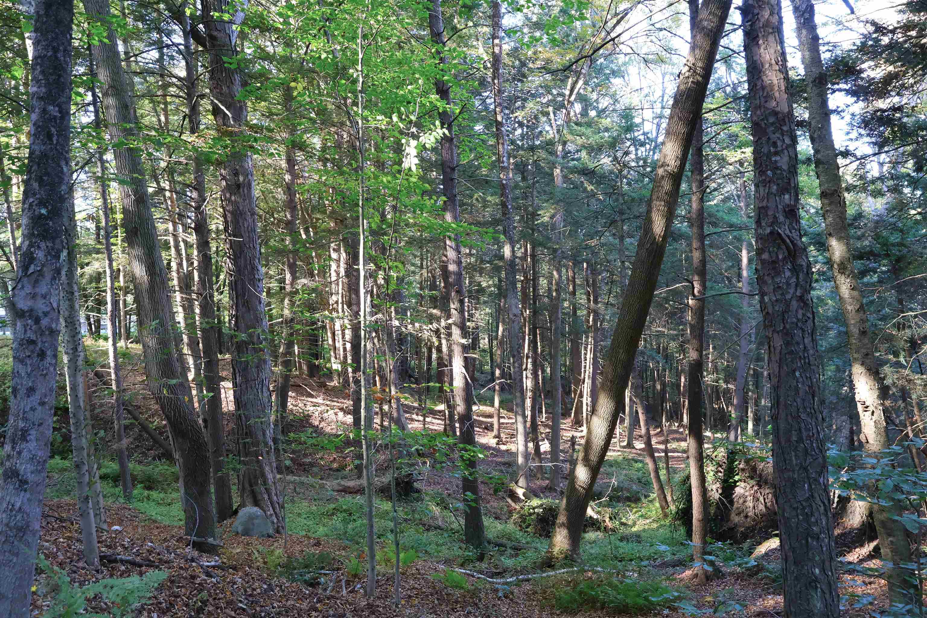 0 Woodlawn Drive 2 & 3