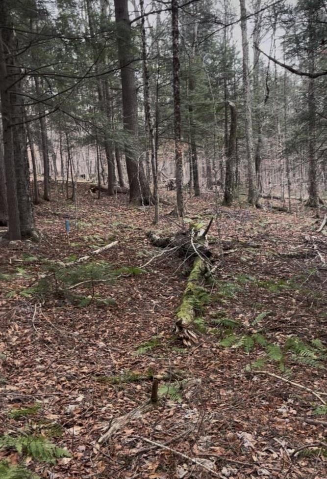 997 Stratton Arlington Road