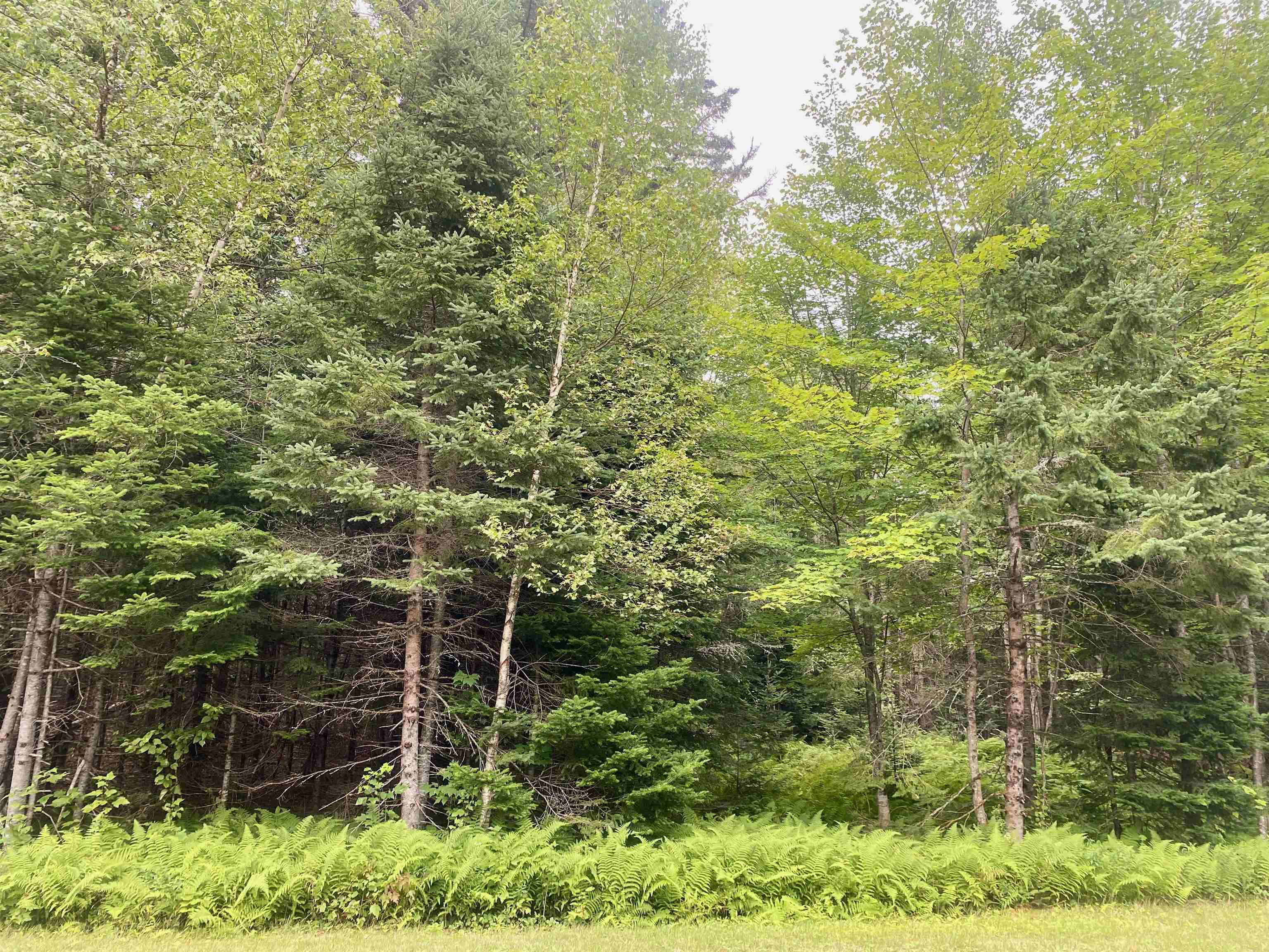 B4-L18 Moose Muck Road