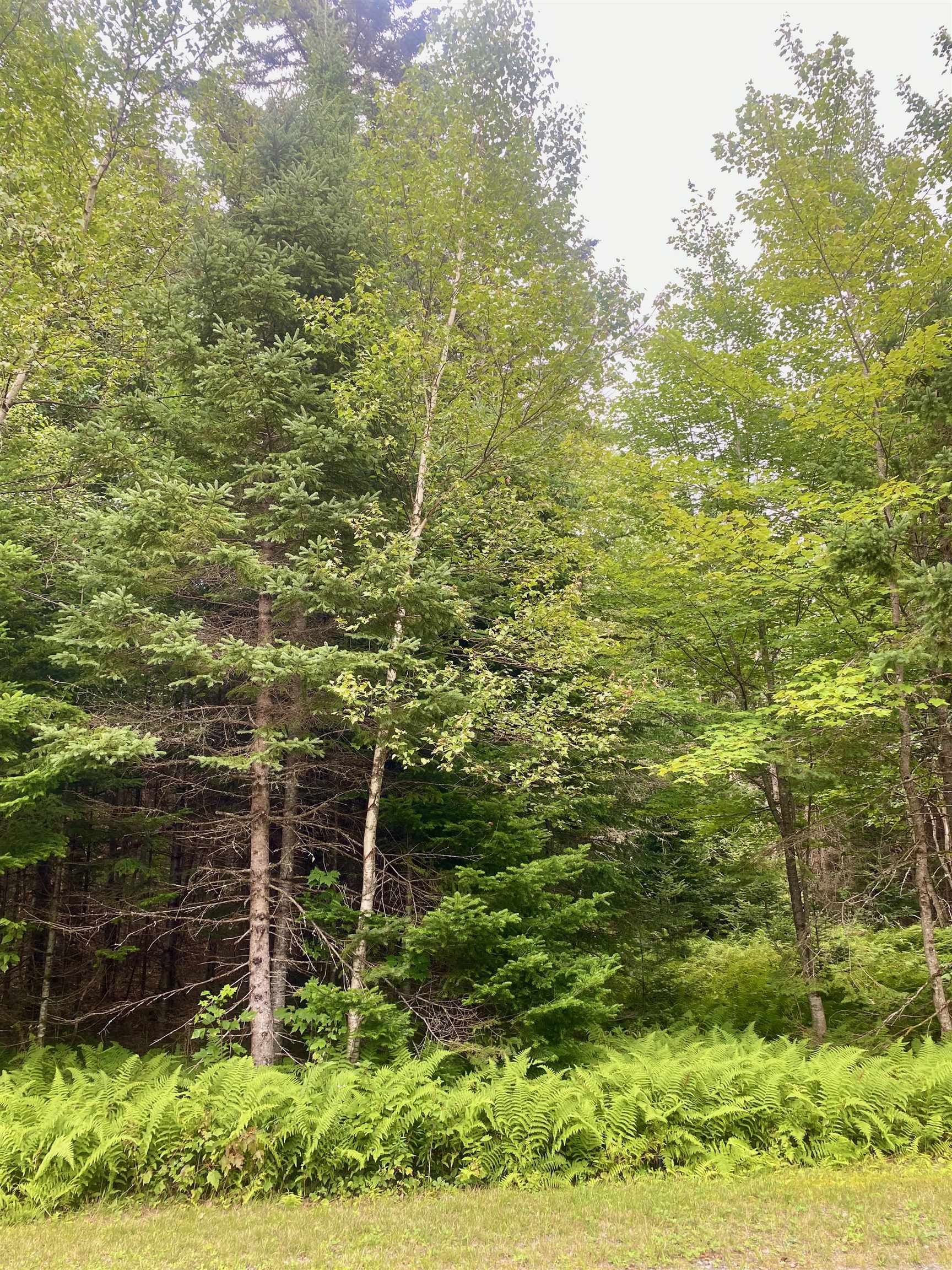 B4-L18 Moose Muck Road