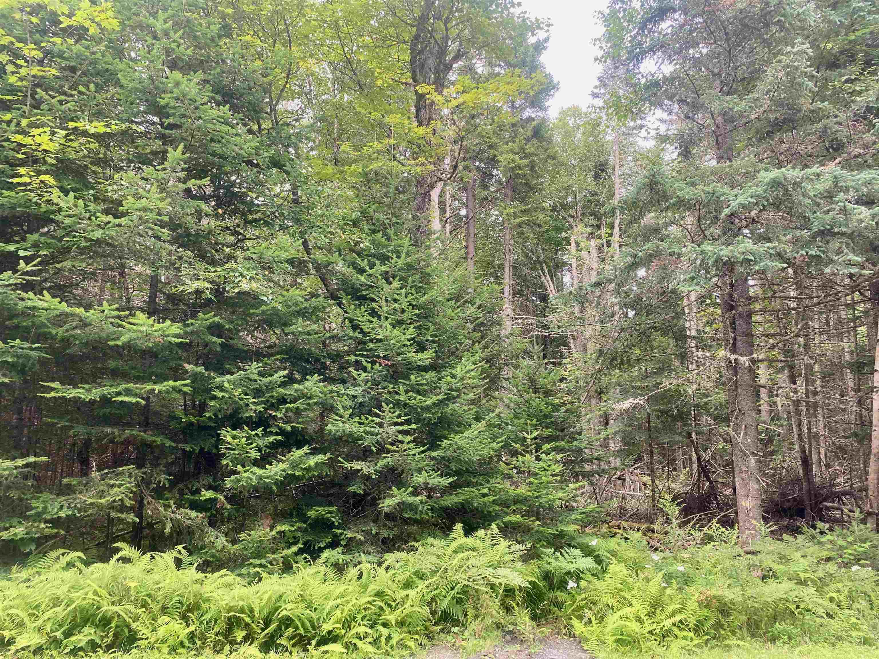 B4-L18 Moose Muck Road