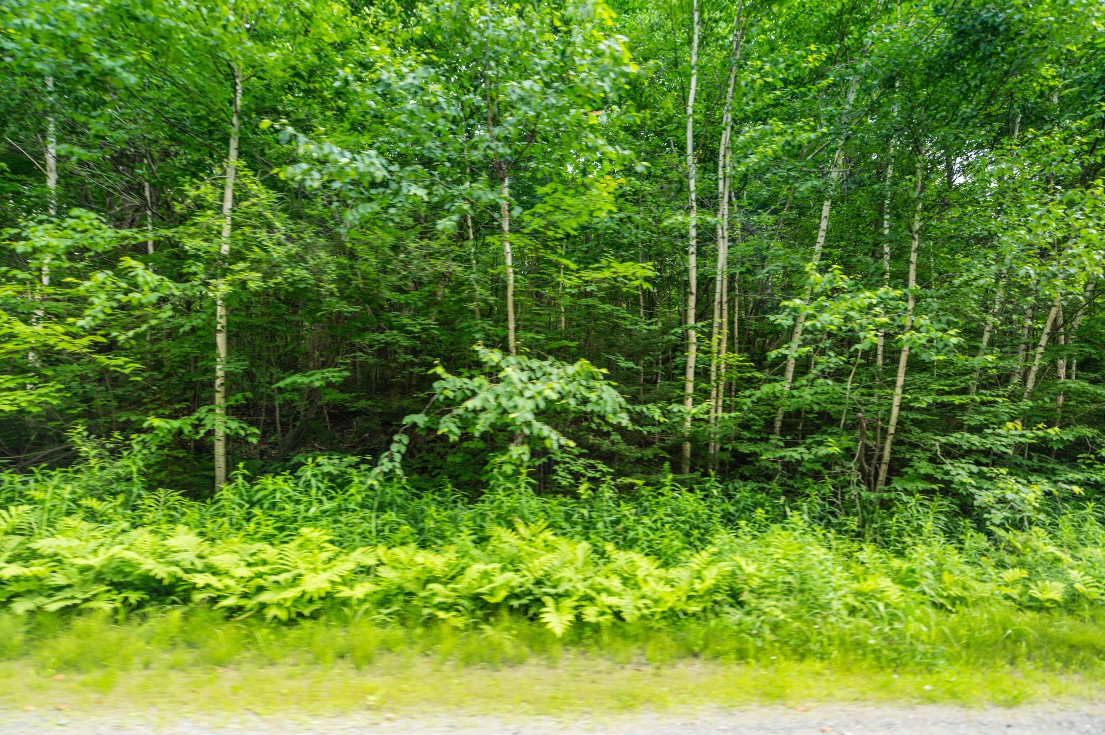 34 Woodsman Road