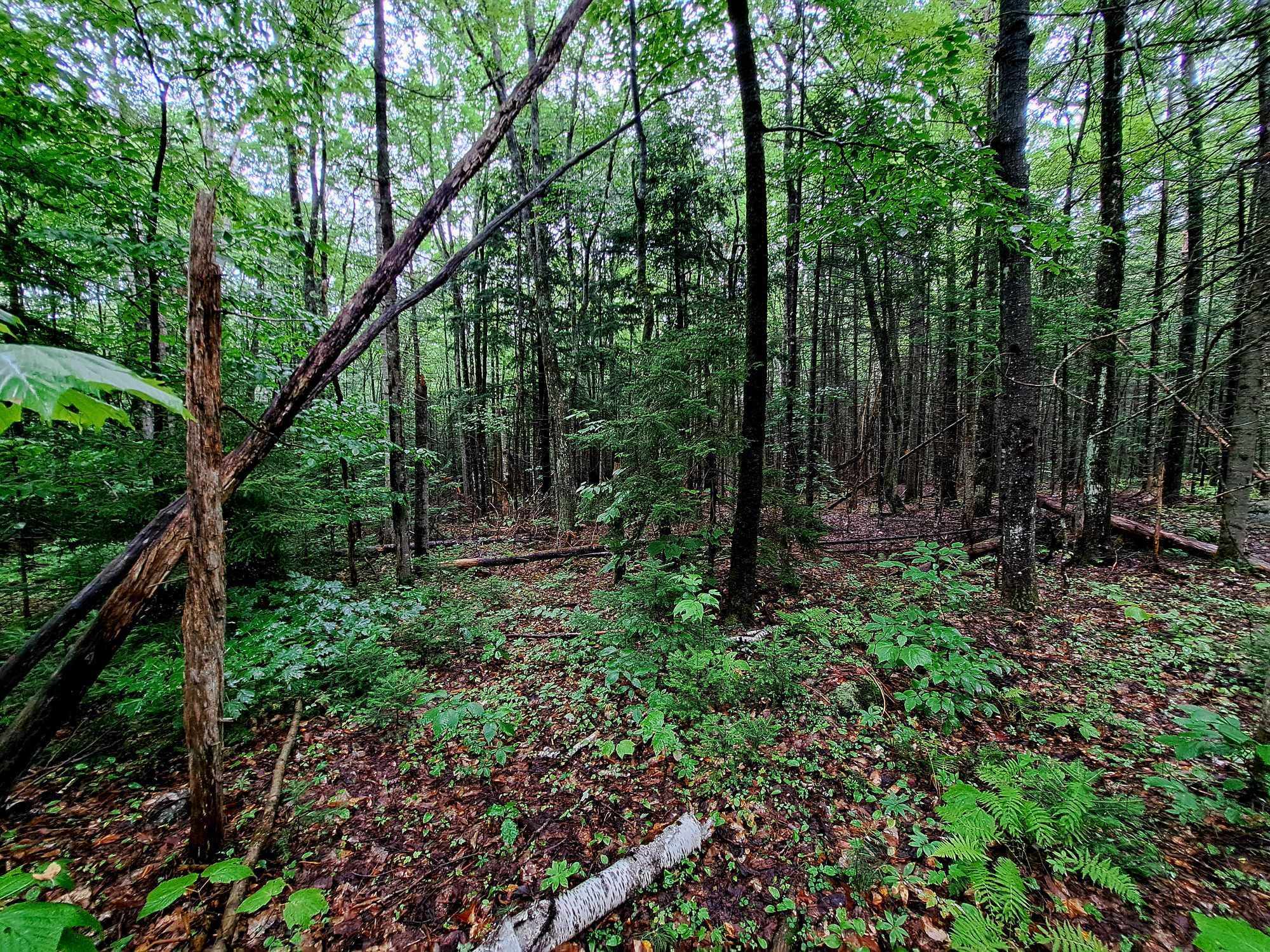 Off Ellsworth Hill Road