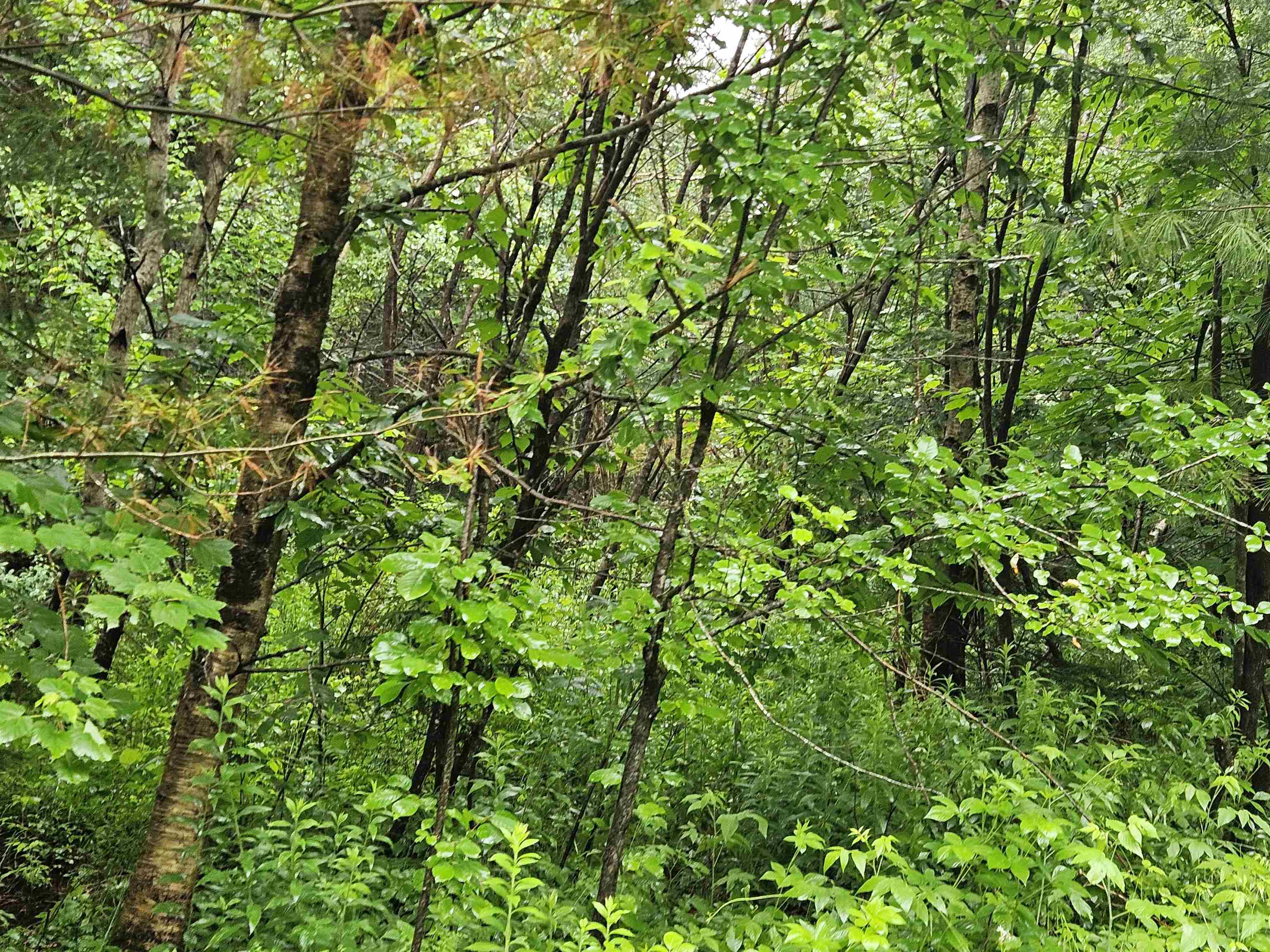 Lot 15 Hadley Road