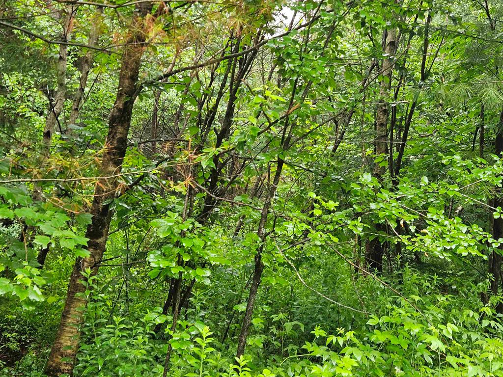 Photo of 15 Hadley Road, Sugar Hill, NH 03586 (MLS # 5001915)