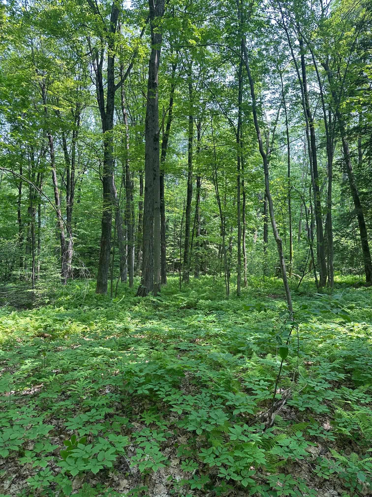 123 Rte 5 LOT #2