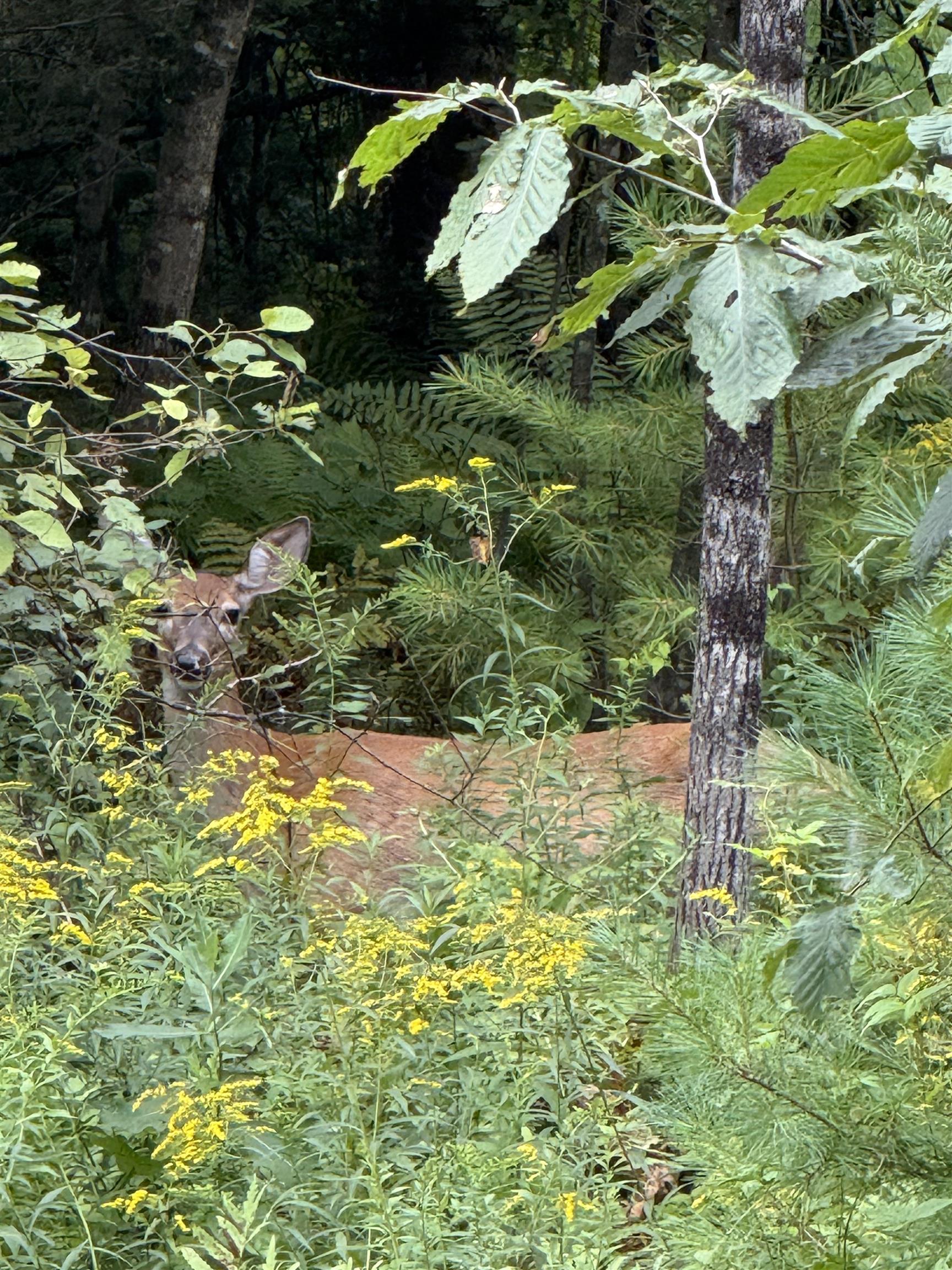 Lots 3 & 4 Pawtuckaway Road