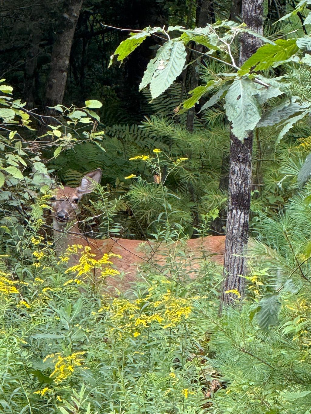 Photo of 34 Pawtuckaway Road, Haverhill, NH 03785 (MLS # 5062225)