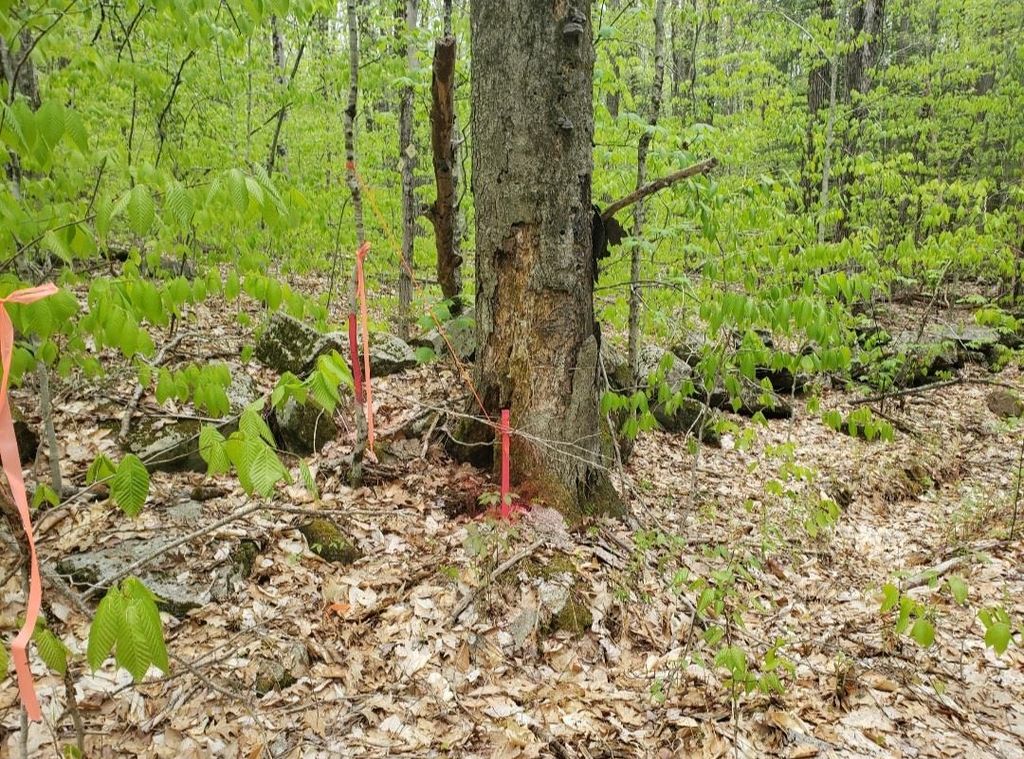 Photo of 0 Old Gilsum Road, Keene, NH 03431 (MLS # 5034729)