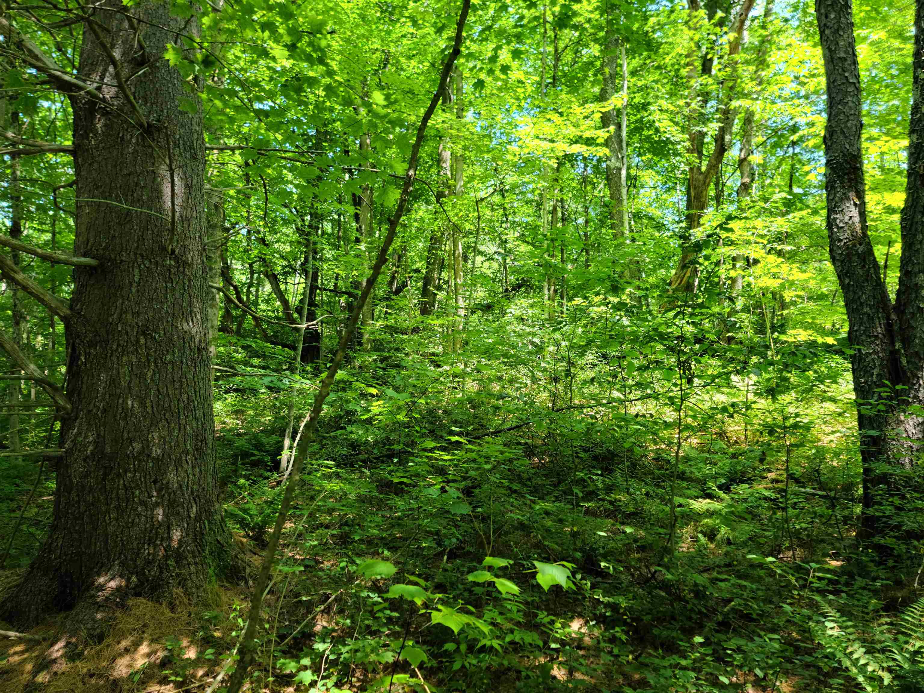 868 Maple Hill T-6 (Tarbett Sector)