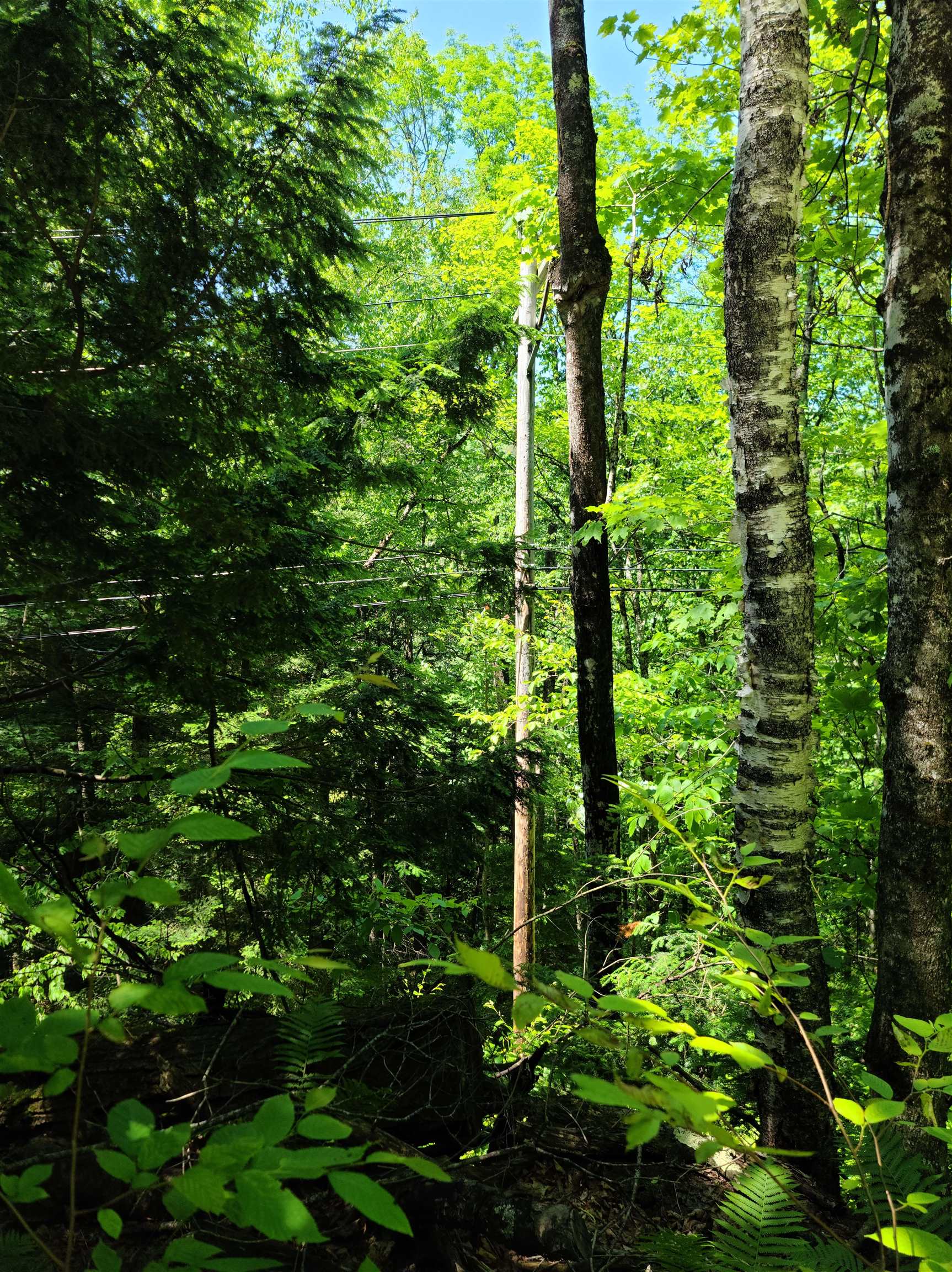 868 Maple Hill T-6 (Tarbett Sector)