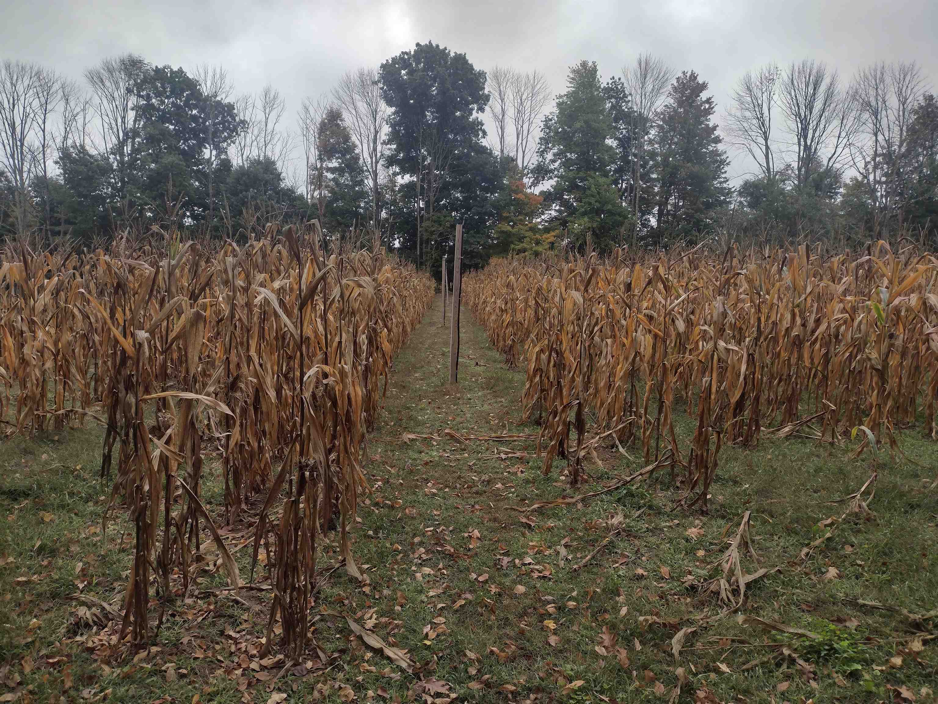 632 Lot 12-1 Salmon Falls Road